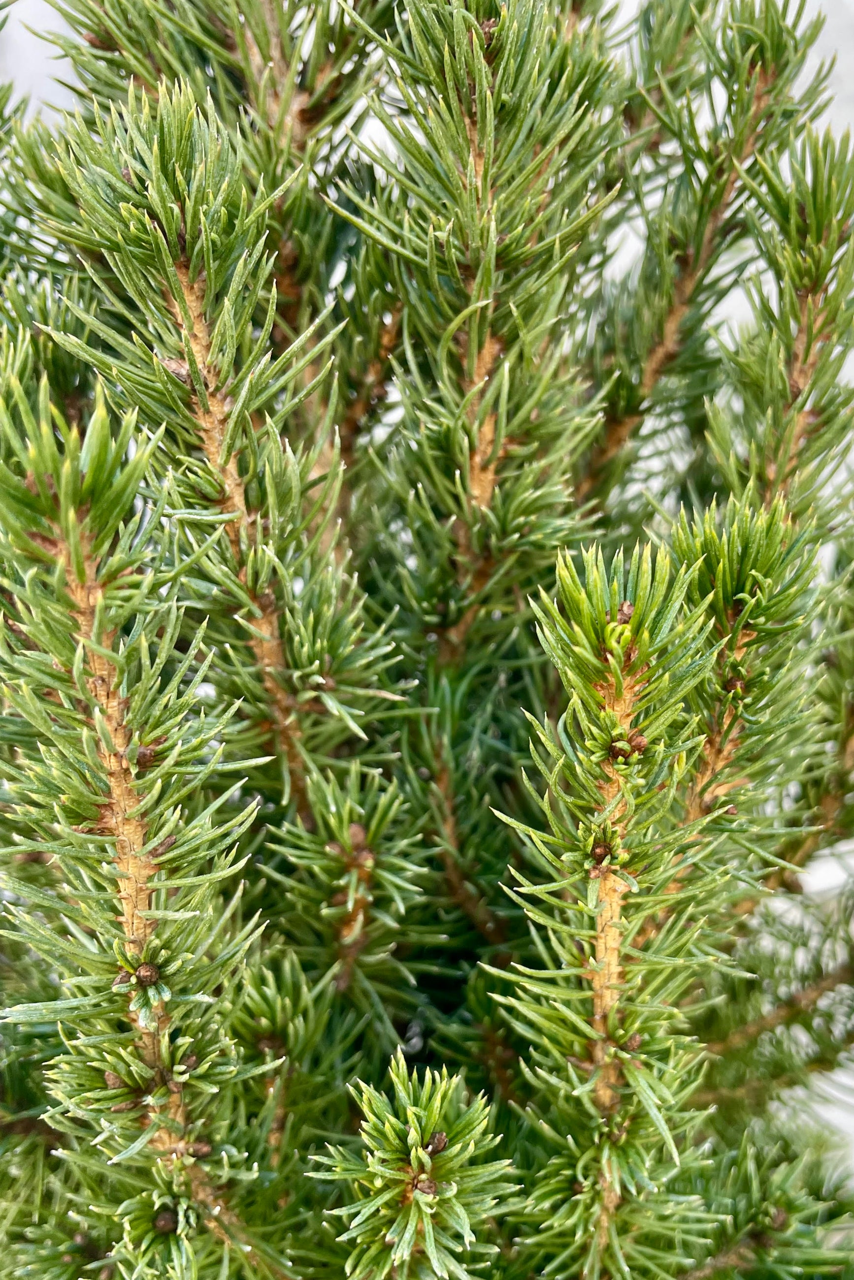 Close-up of dark green evergreen leaves. Picea glauca "Alberta Spruce" ©Sprout Home
