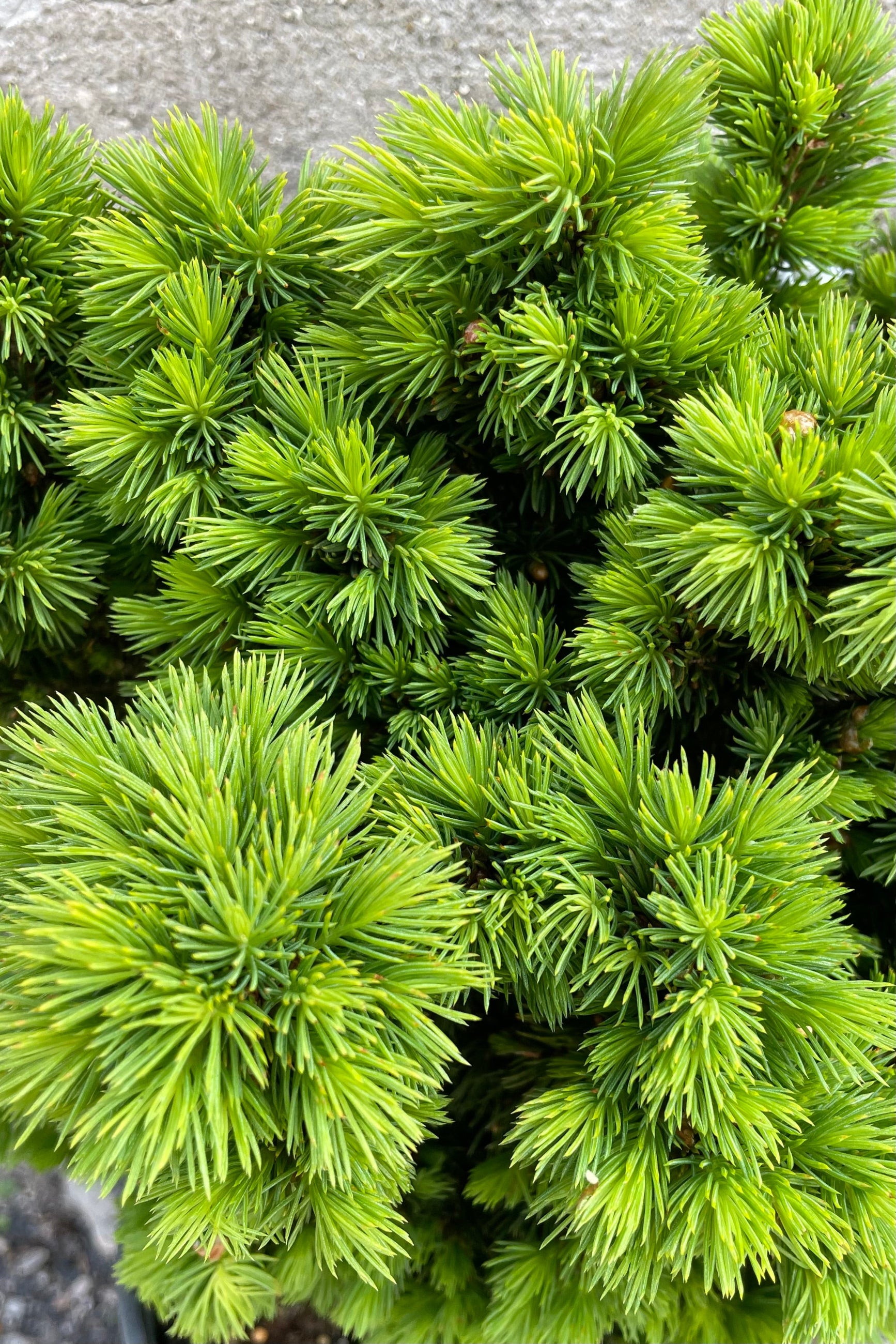 A detail picture of the fresh new growth in the beginning of May on a Picea 'Humpty Dumpty' at Sprout Home. ©Sprout Home