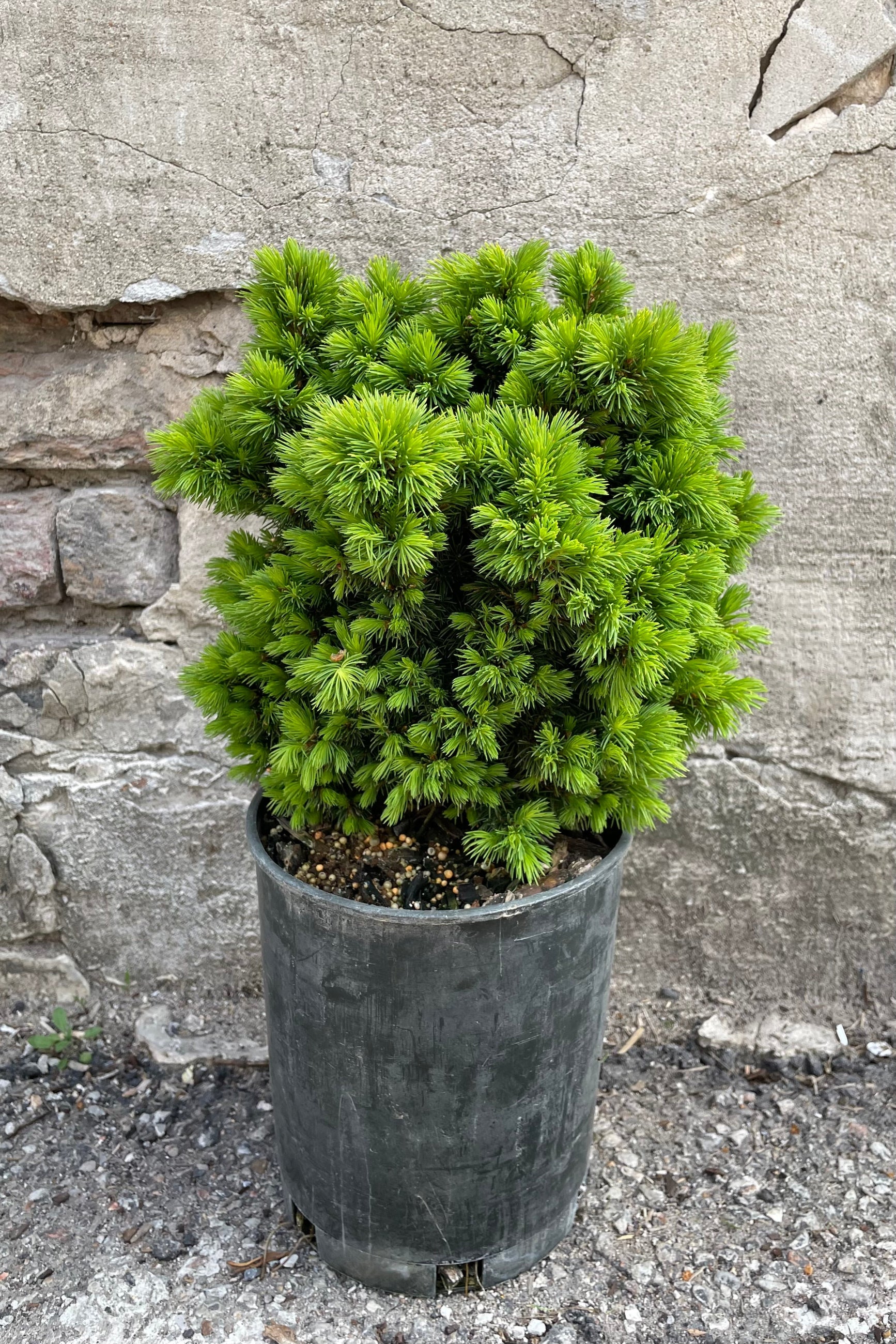 Picea 'Humpty Dumpty' in a #1 pot the beginning of May with its fresh bright new growth sitting against a concrete wall. ©Sprout Home