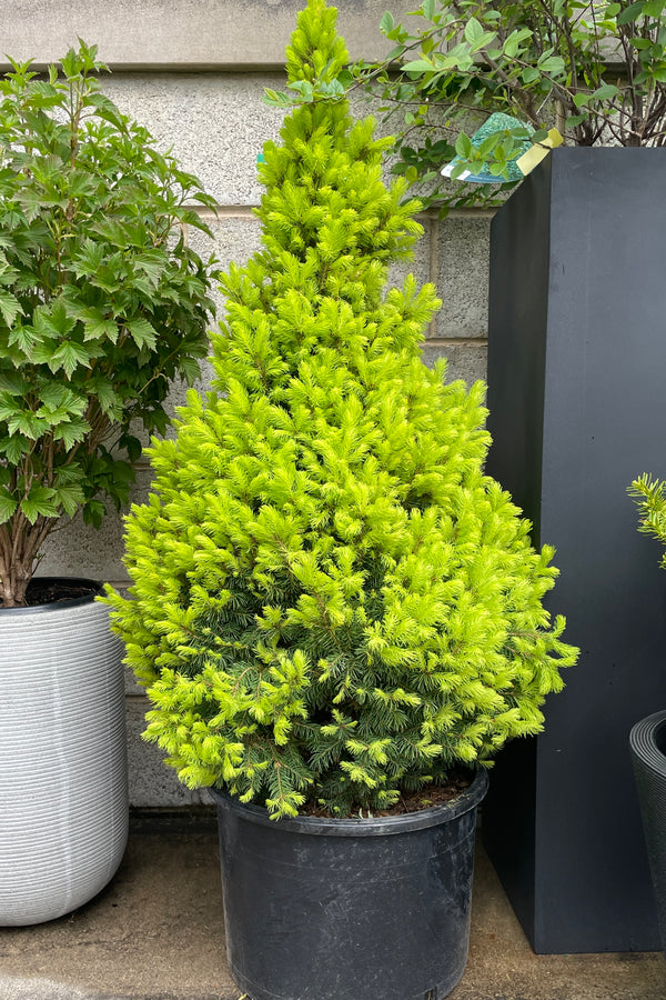 Picea glauca 'Rainbow's End' with its fresh bright yellow green needles the end of April in a #6 growers pot at Sprout Home. 