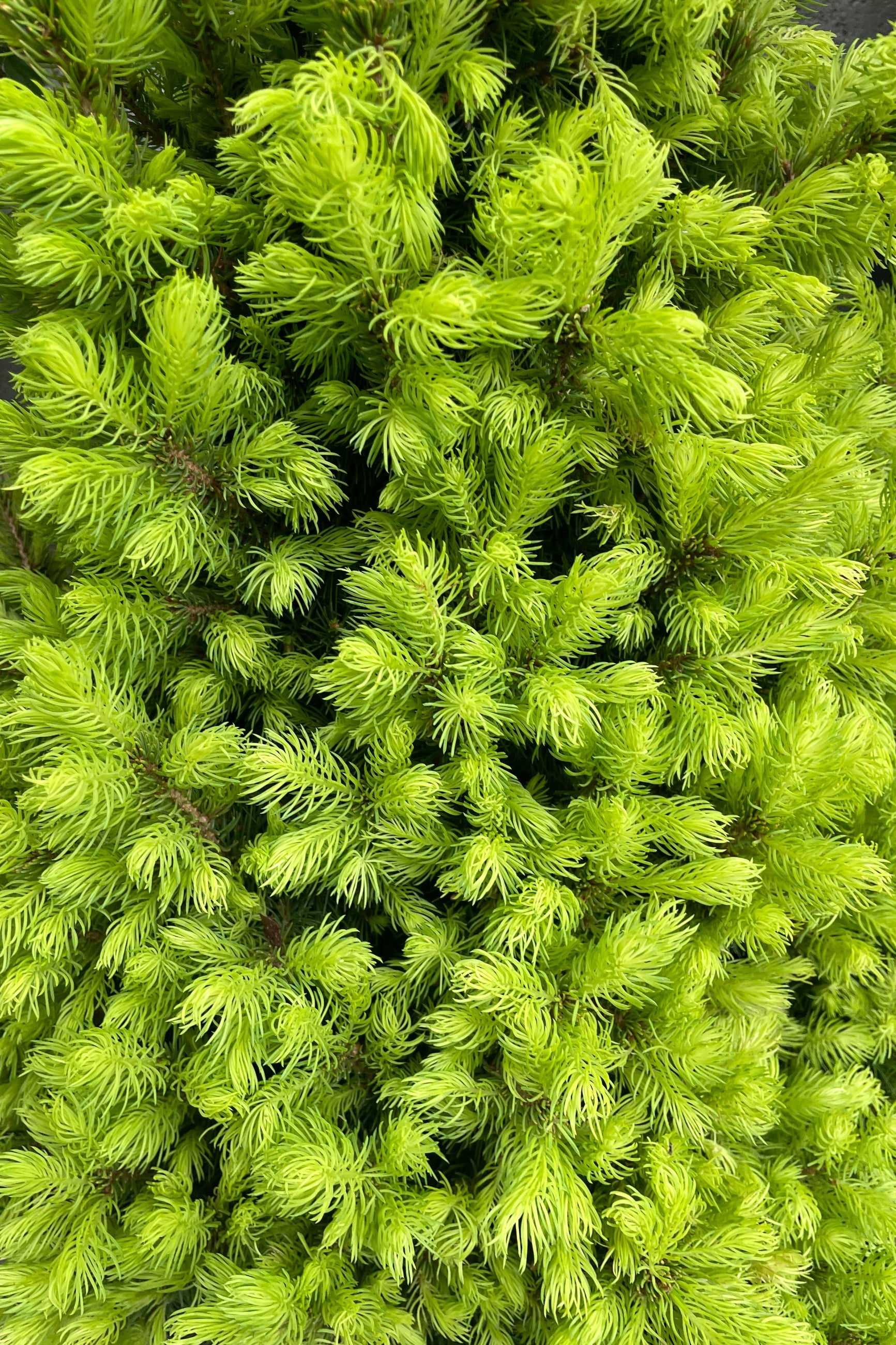 Close up of the fresh bright yellow green needles the end of April on the Picea 'Rainbow's End' evergreen. ©Sprout Home