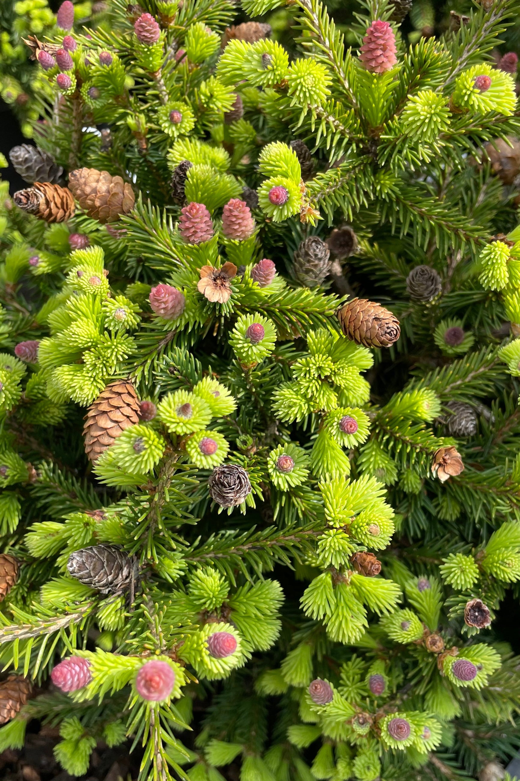 A close up picture of the purple and slightly more mature cones on top of fresh green foliage of the Picea 'Pusch' in the beginning of May ©Sprout Home