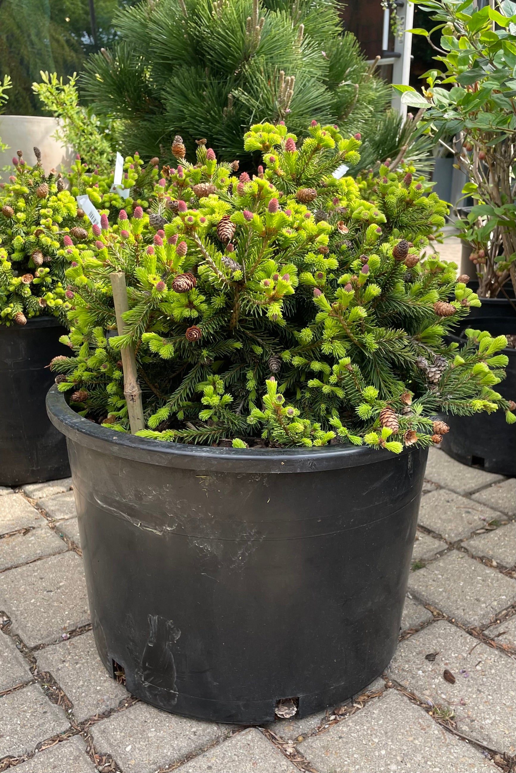 Picea 'Pusch' the beginning of May in a #6 growers pot showing off the purple cones and dense fresh foliage. ©Sprout Home