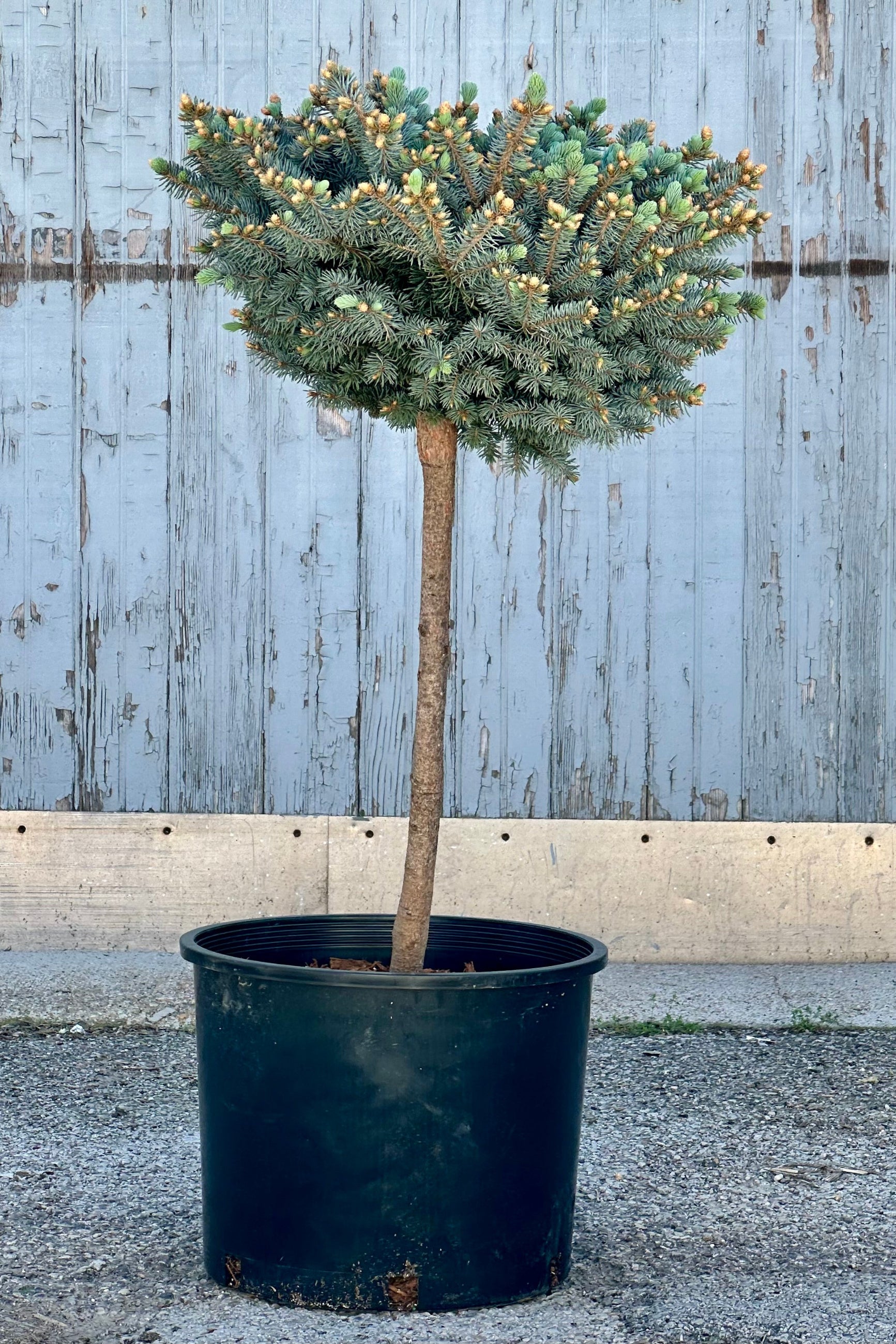 Picea 'Globosa' standard in a #7 growers pot at the end of April with fresh candles in front of a wood wall at Sprout Home. ©Sprout Home