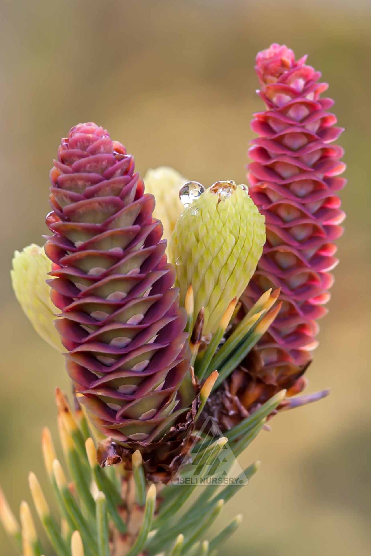 Close-up of a Picea 'Mac's Gold' pine cone with water droplets on a blurred natural background ©Iseli Nursery