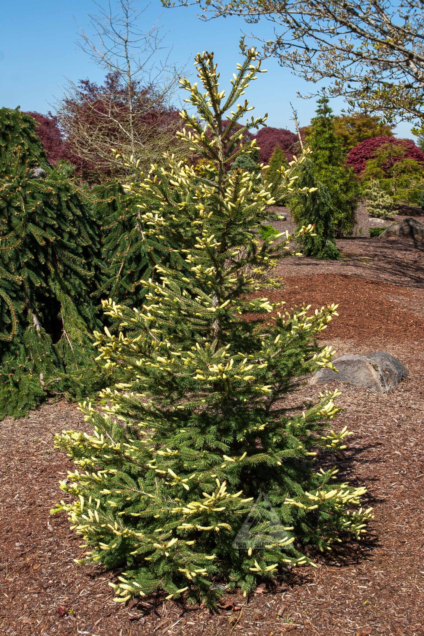 Young Picea 'Mac's Gold' evergreen tree with yellowish needles in a garden setting ©Iseli Nursery