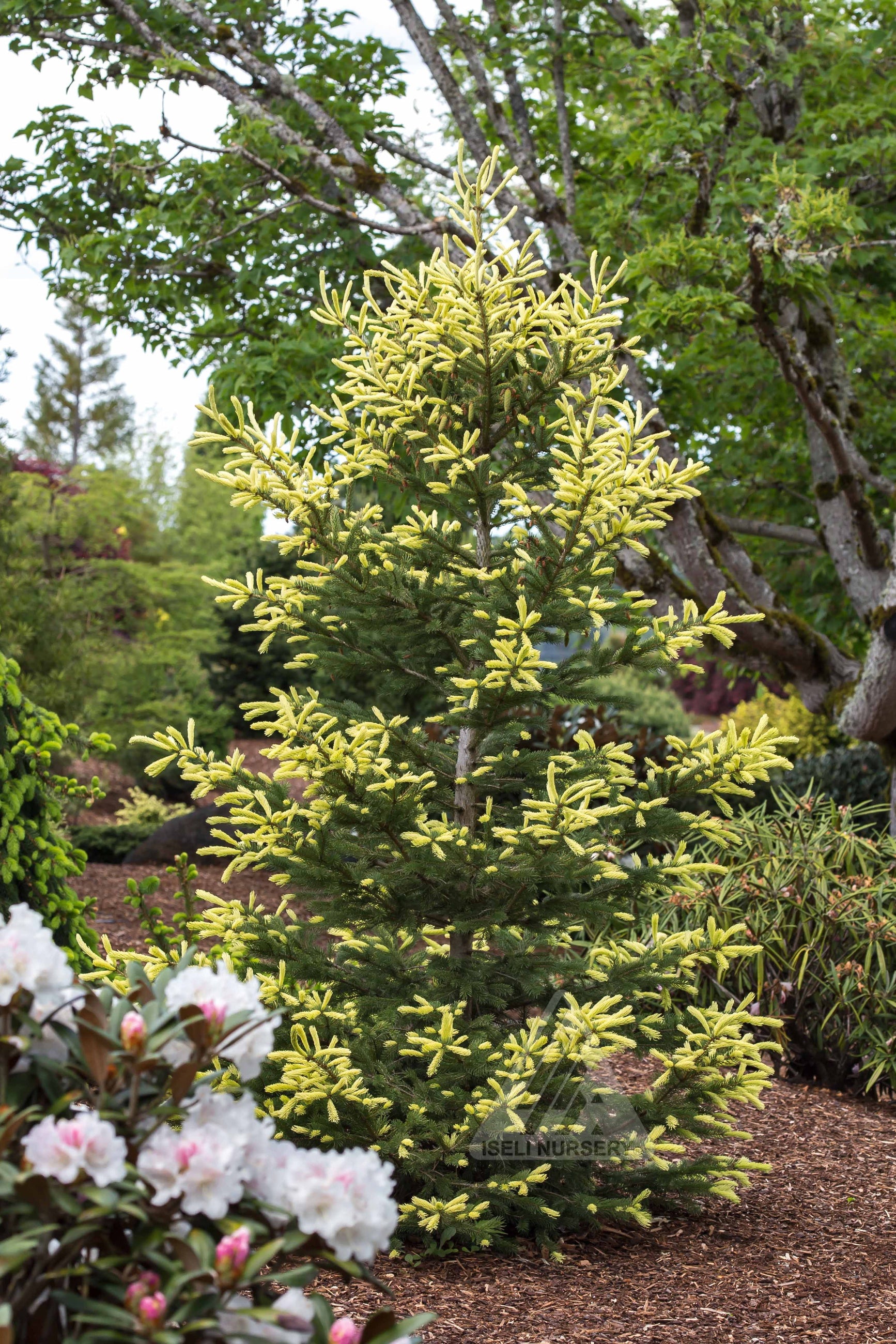 A mature Green coniferous Picea 'Mac's Gold' tree with white flowers in the foreground ©Iseli Nursery