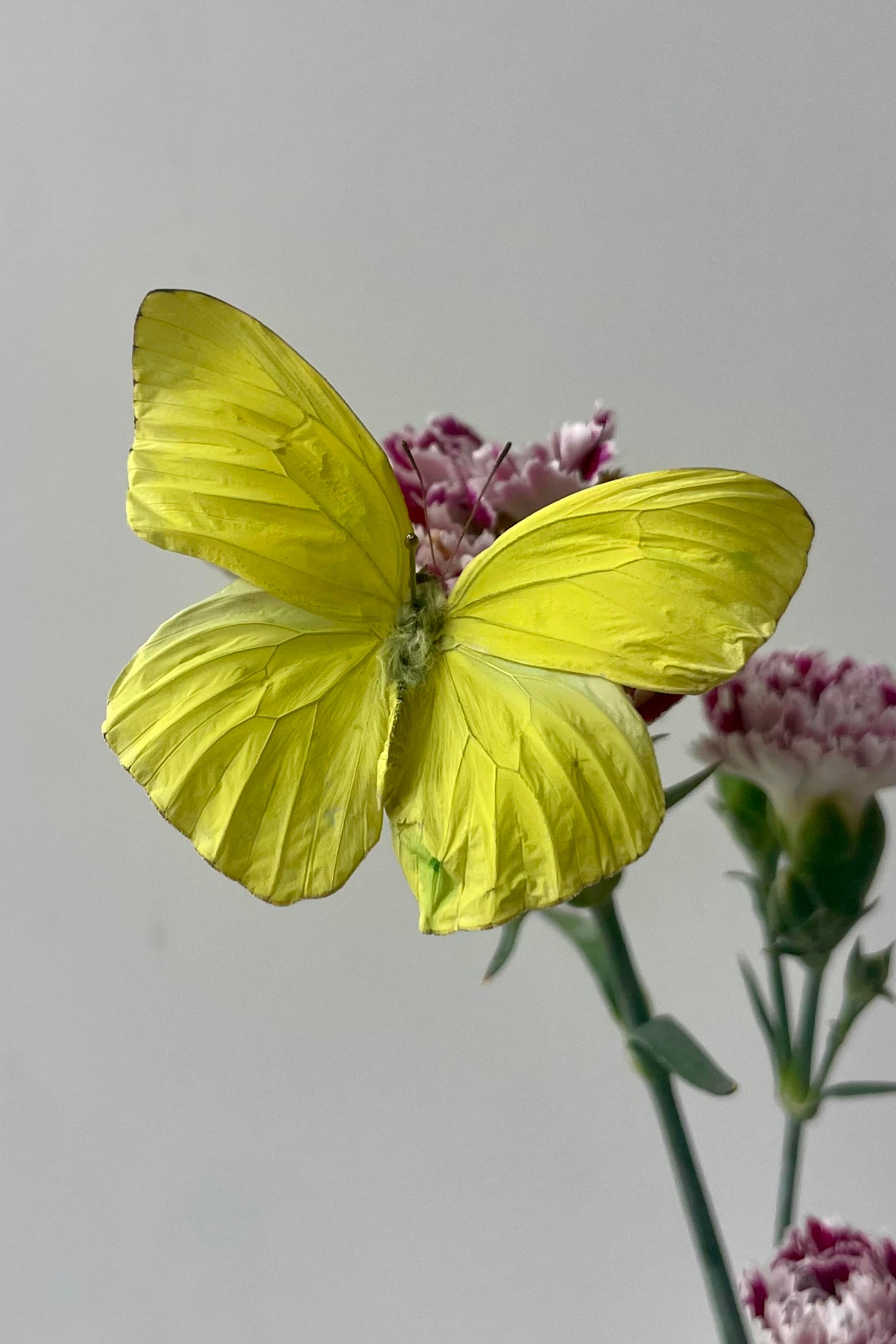 A yelloiw butterfly on a purple flower ©Sprout Home