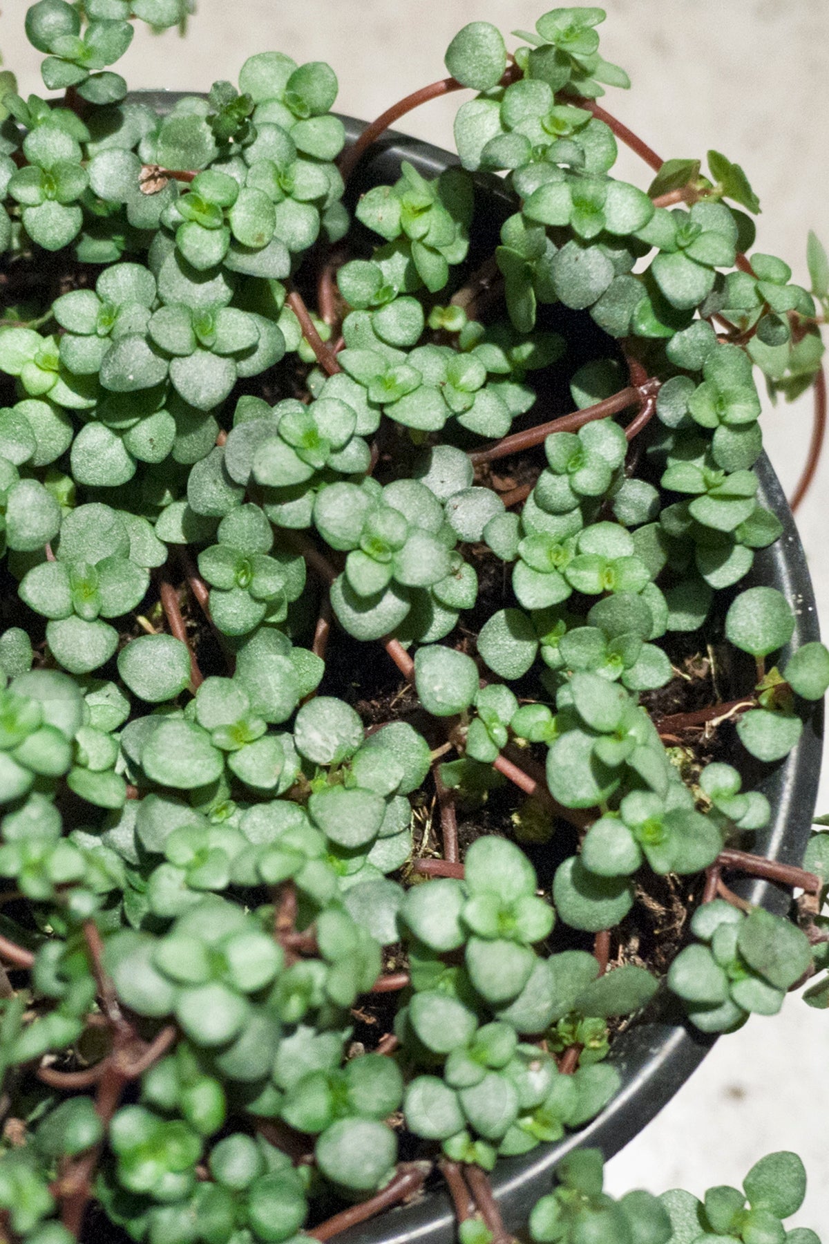 Close-up of a potted Pilea glauca plant with small green silver leaves ©Sprout Home