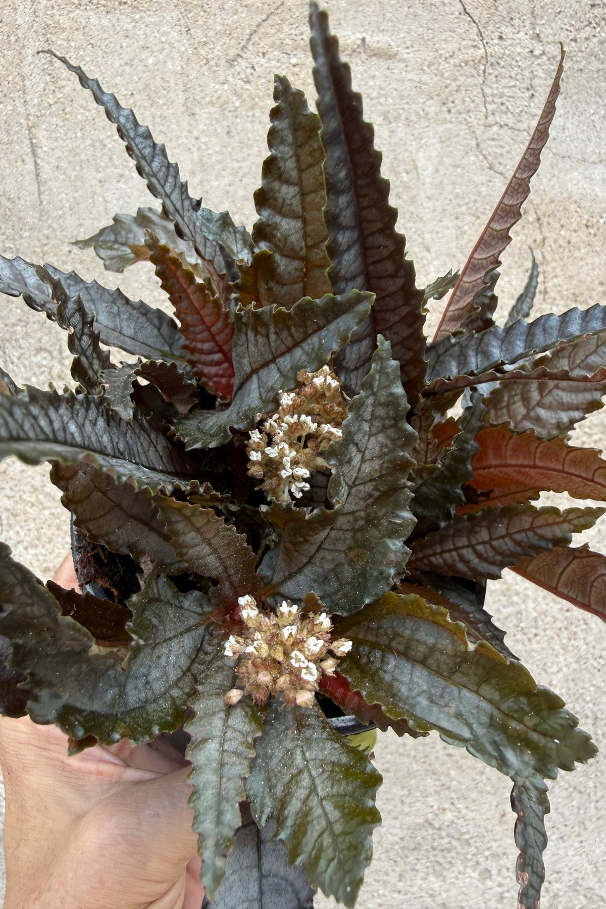 Pilea hitchcokii 4"with dark, wavy leaves in shades of brown and gray-green, featuring small clusters of cream-colored flowers, held by a hand against a light concrete wall.