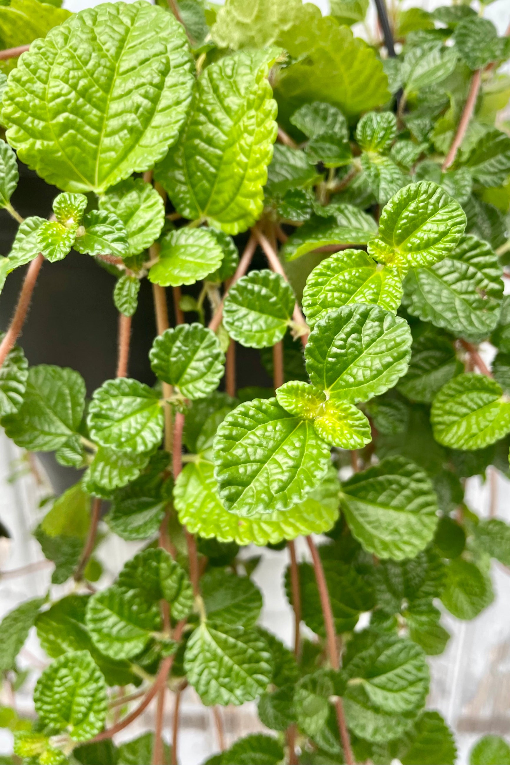 Close Photo of a vining plant against a gray wooden wall. The plant has pink cascading stems with clusters of round green, textures leaves. The plant is Pilea nummulariifolia and commonly called "Creeping Charlie." ©Sprout Home