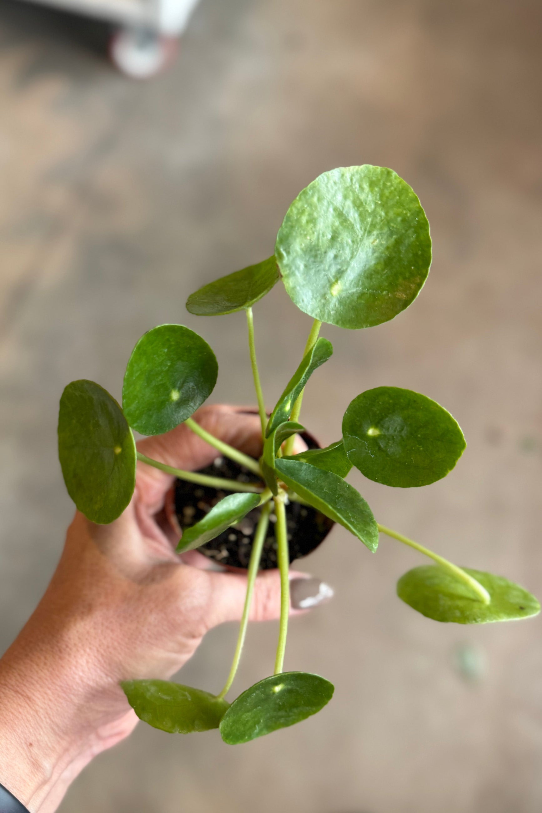 Hand holding a small Pilea peperomioides 3" potted plant with round green leaves against a blurred background ©Sprout Home