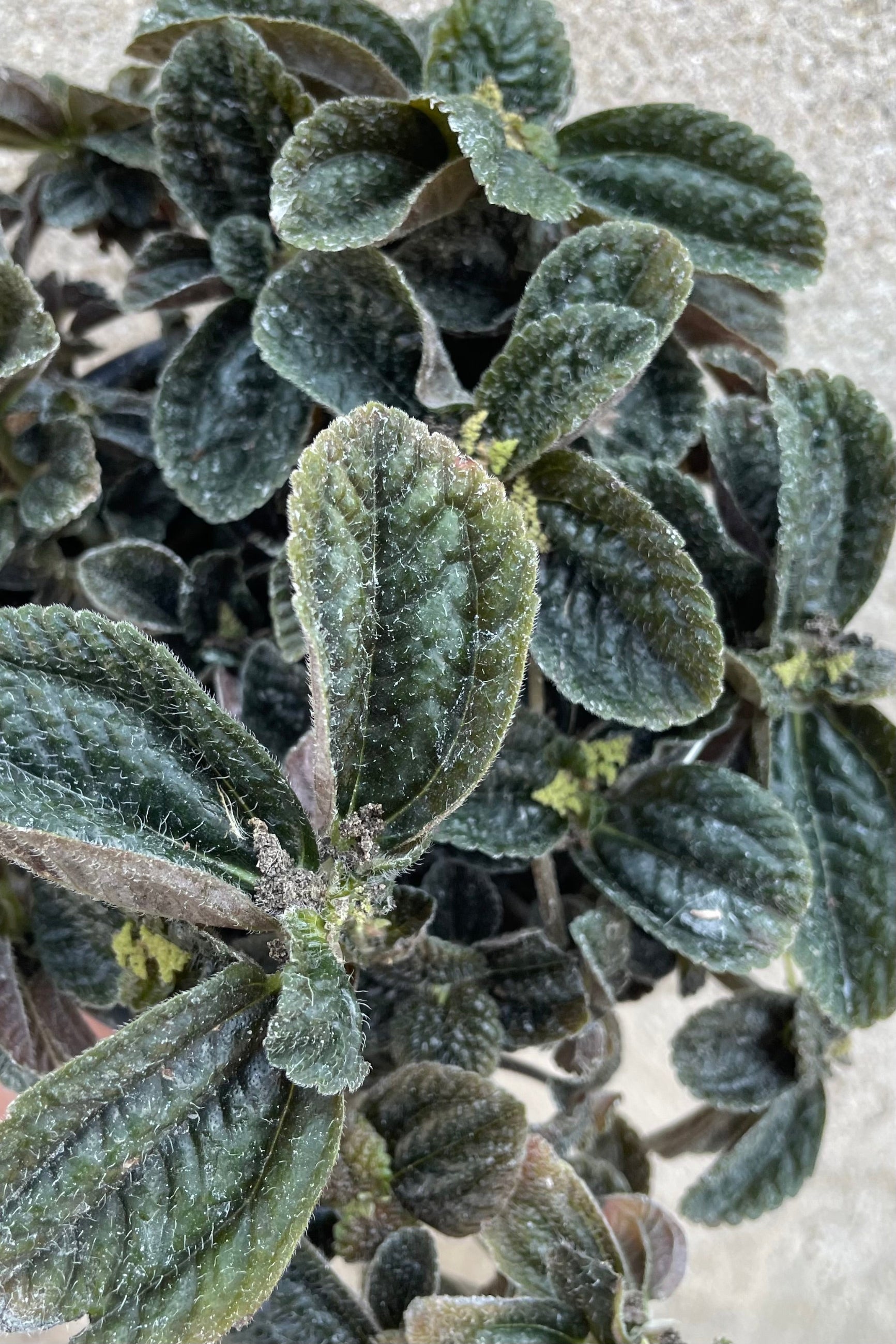 A detailed view of Pilea repens "Black Leaf" 4" against concrete backdrop ©Sprout Home