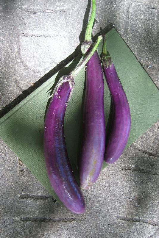 Three Ping Tung purple eggplants on a textured surface ©Hudson Valley Seed Co.
