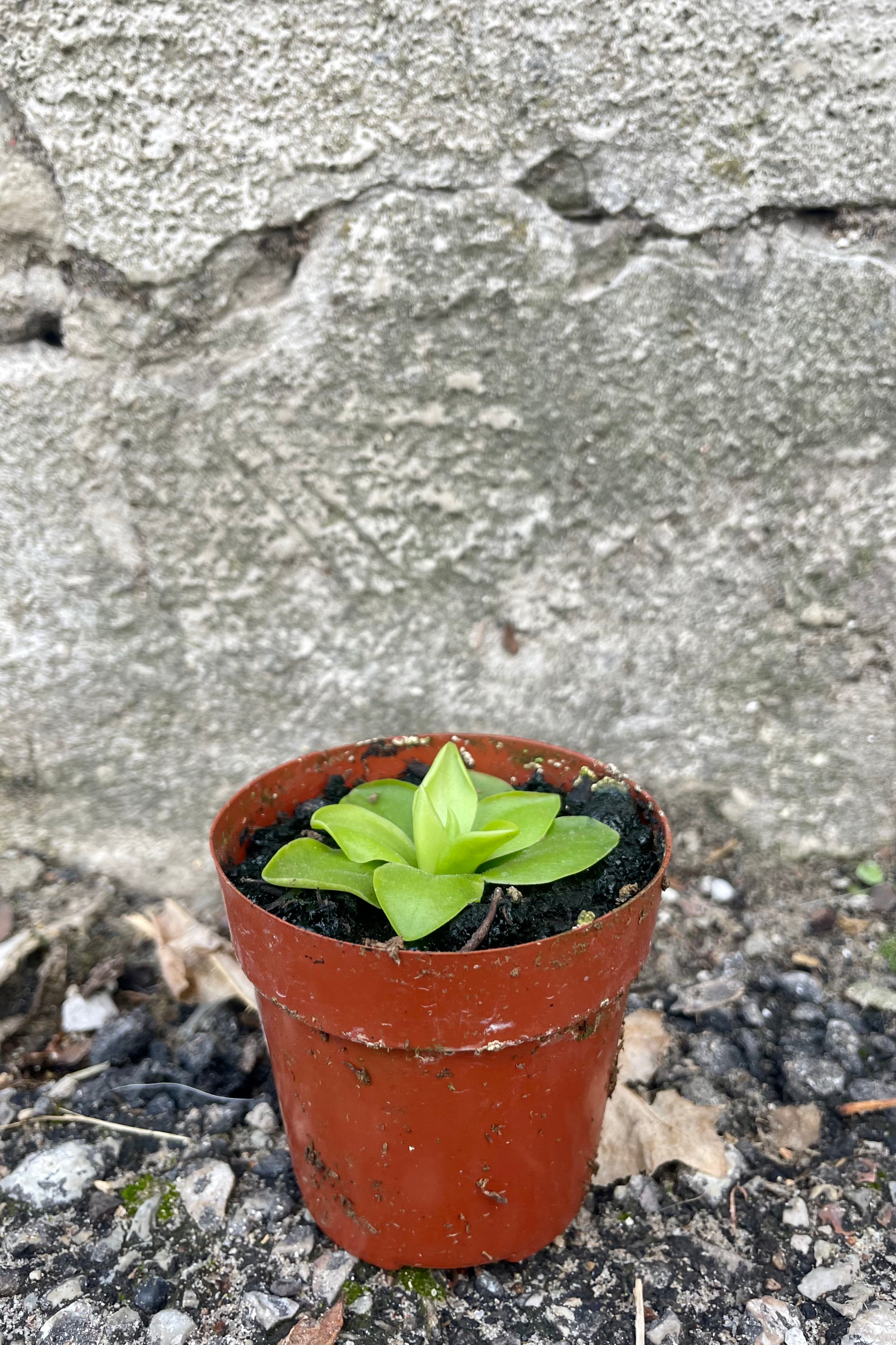 Photo of Pinguicula "butterwort" carnivorous houseplant in an orange pot against a cement wall.
