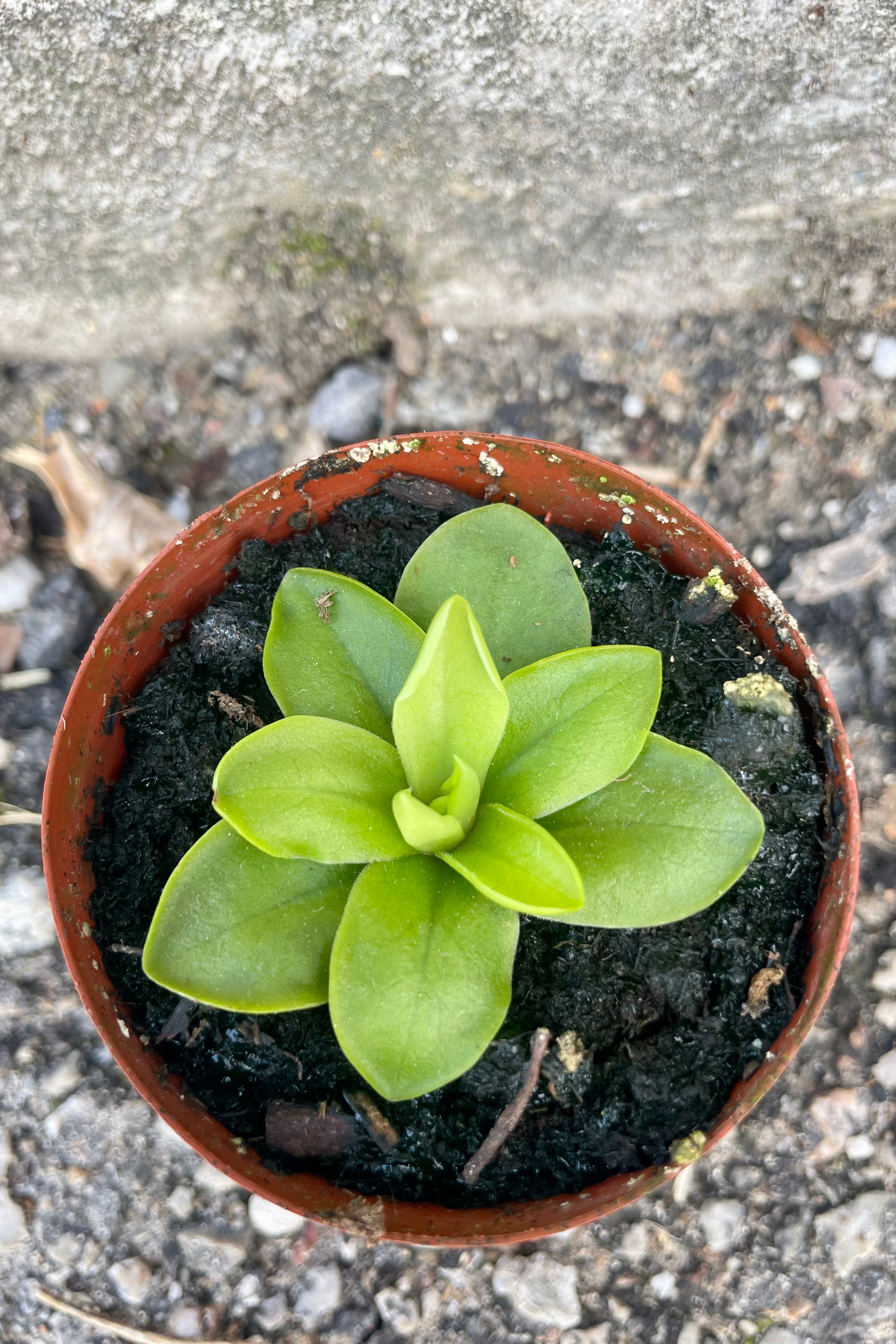 Photo looking down on a wide green leaves of Pinguicula "Butterwort" carnivorous houseplant against a cement backdrop.