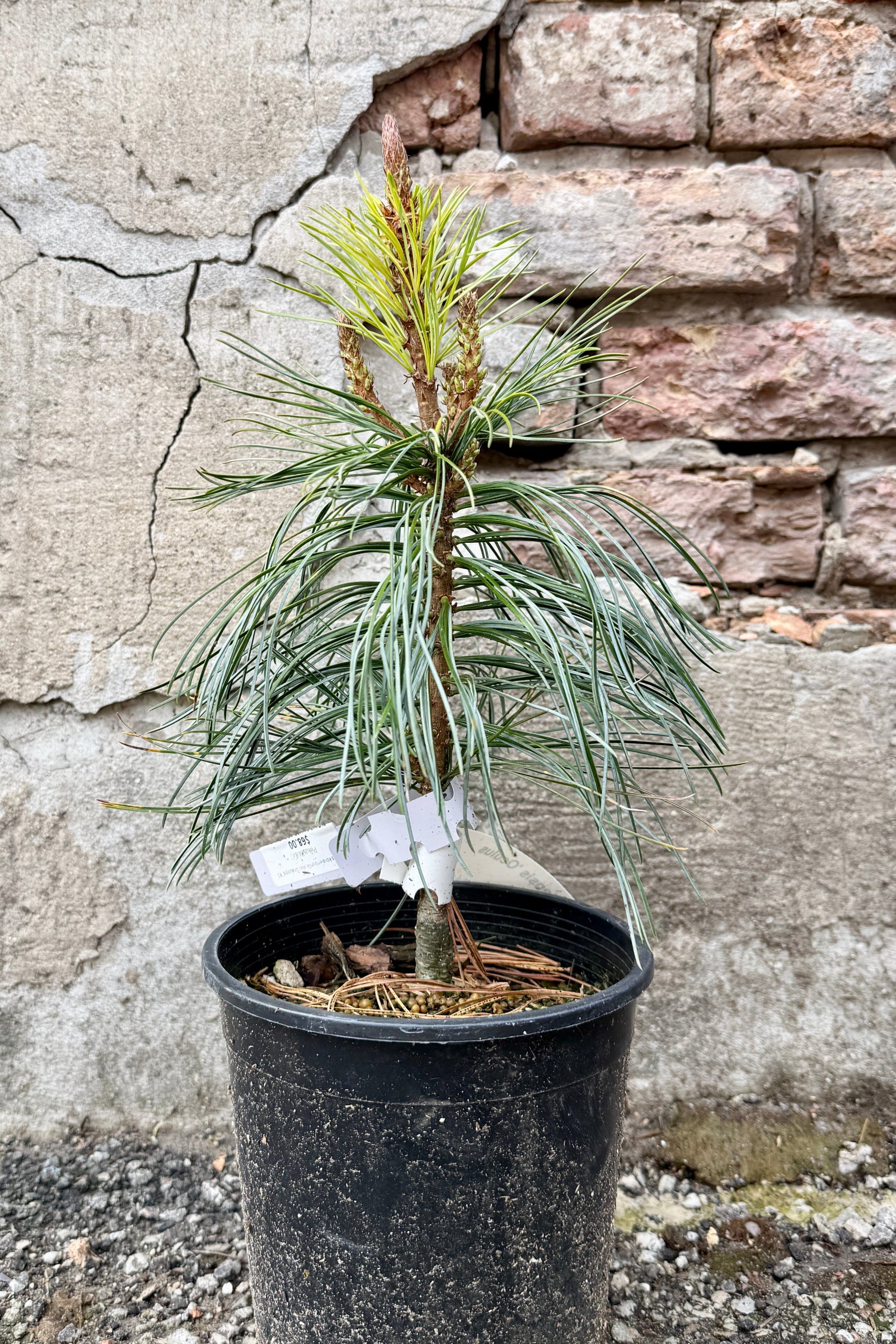 Pinus koraiensis 'Oculus Draconis' in a #1 growers pot in front of a stone wall ©Sprout Home