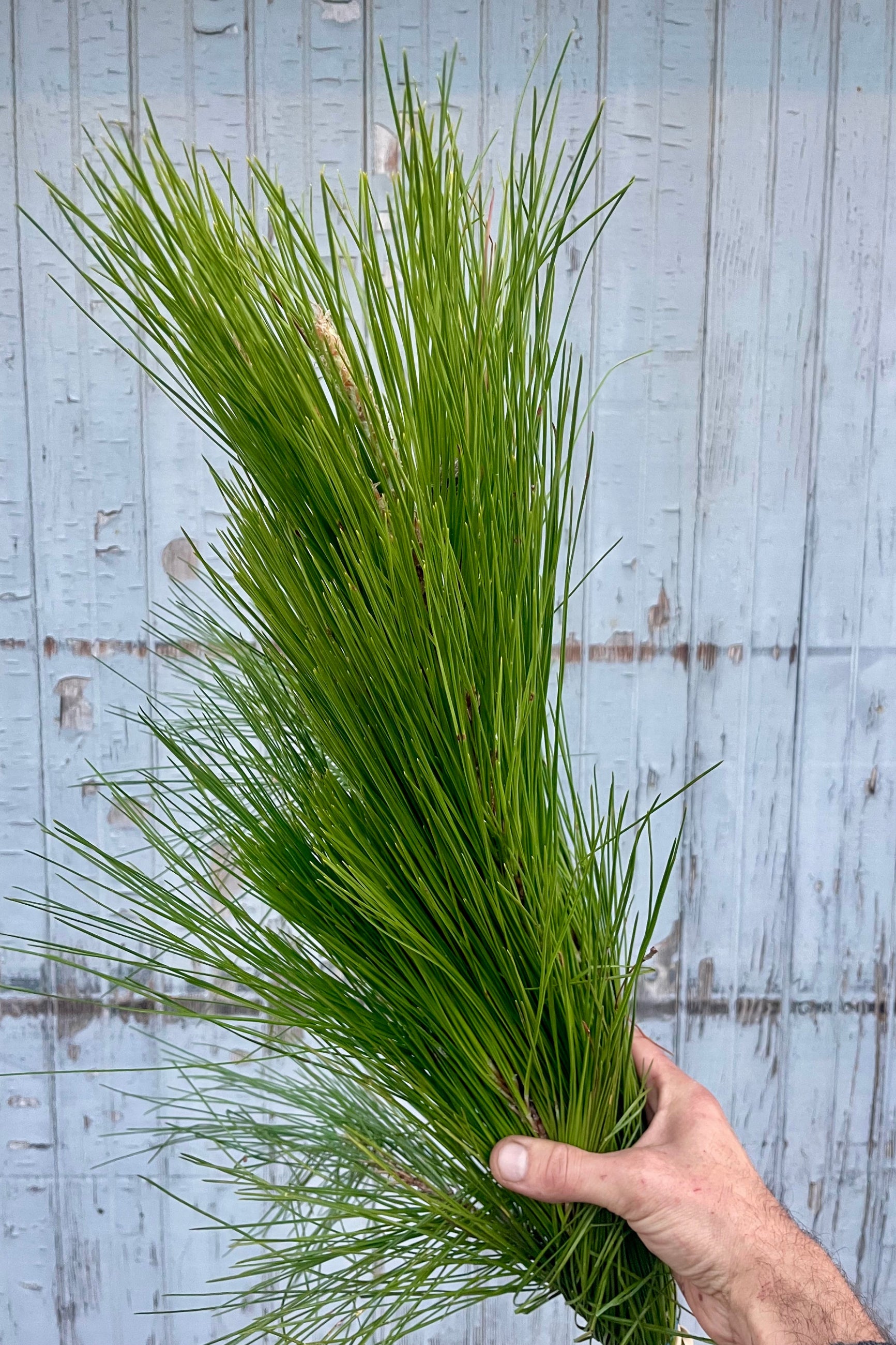 A hand holding a bunch of pine with long needles in front of a wooden wall ©Sprout Home