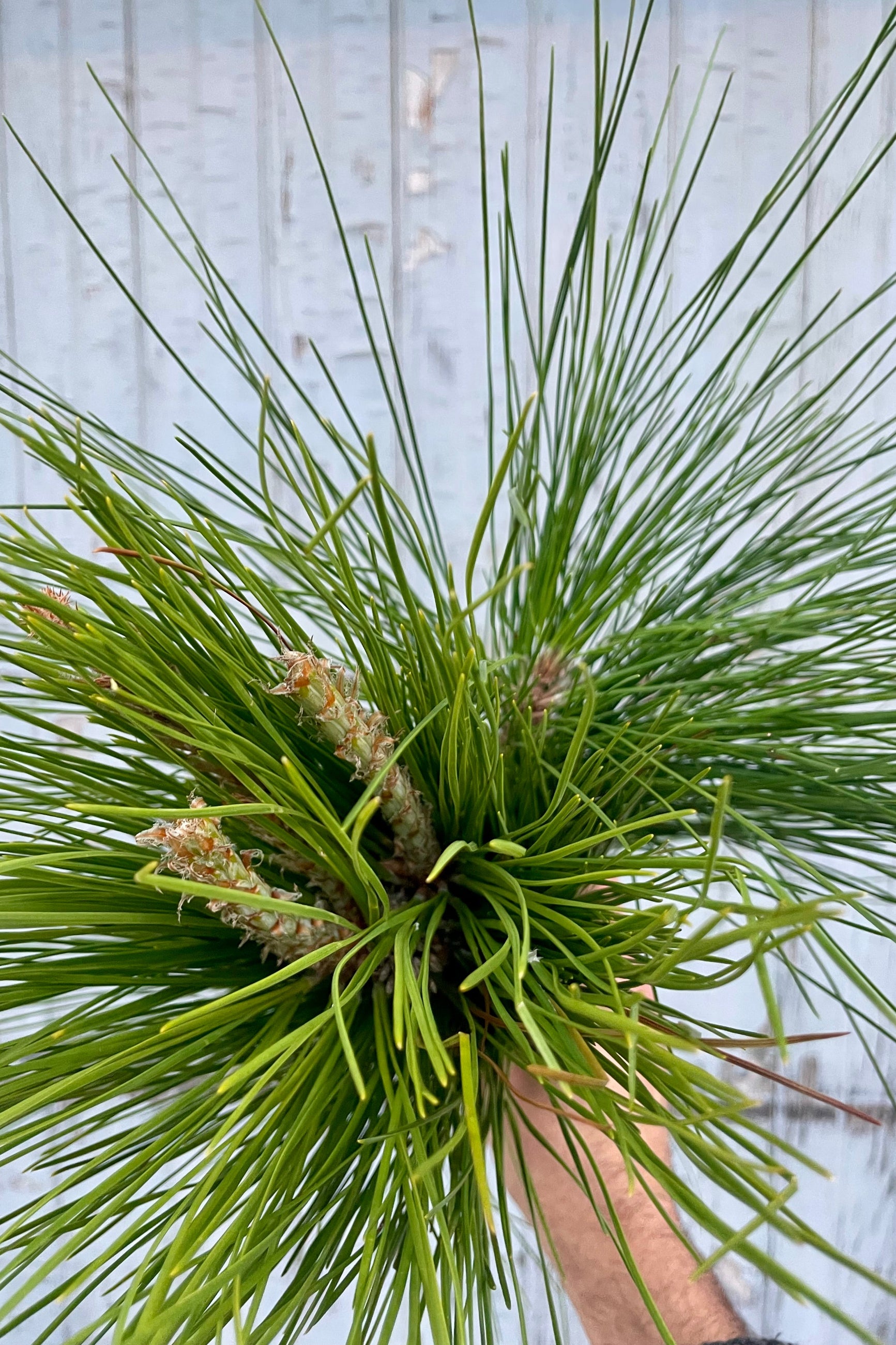 A hand hold pine boughs with long needles in front of a wooden wall ©Sprout Home