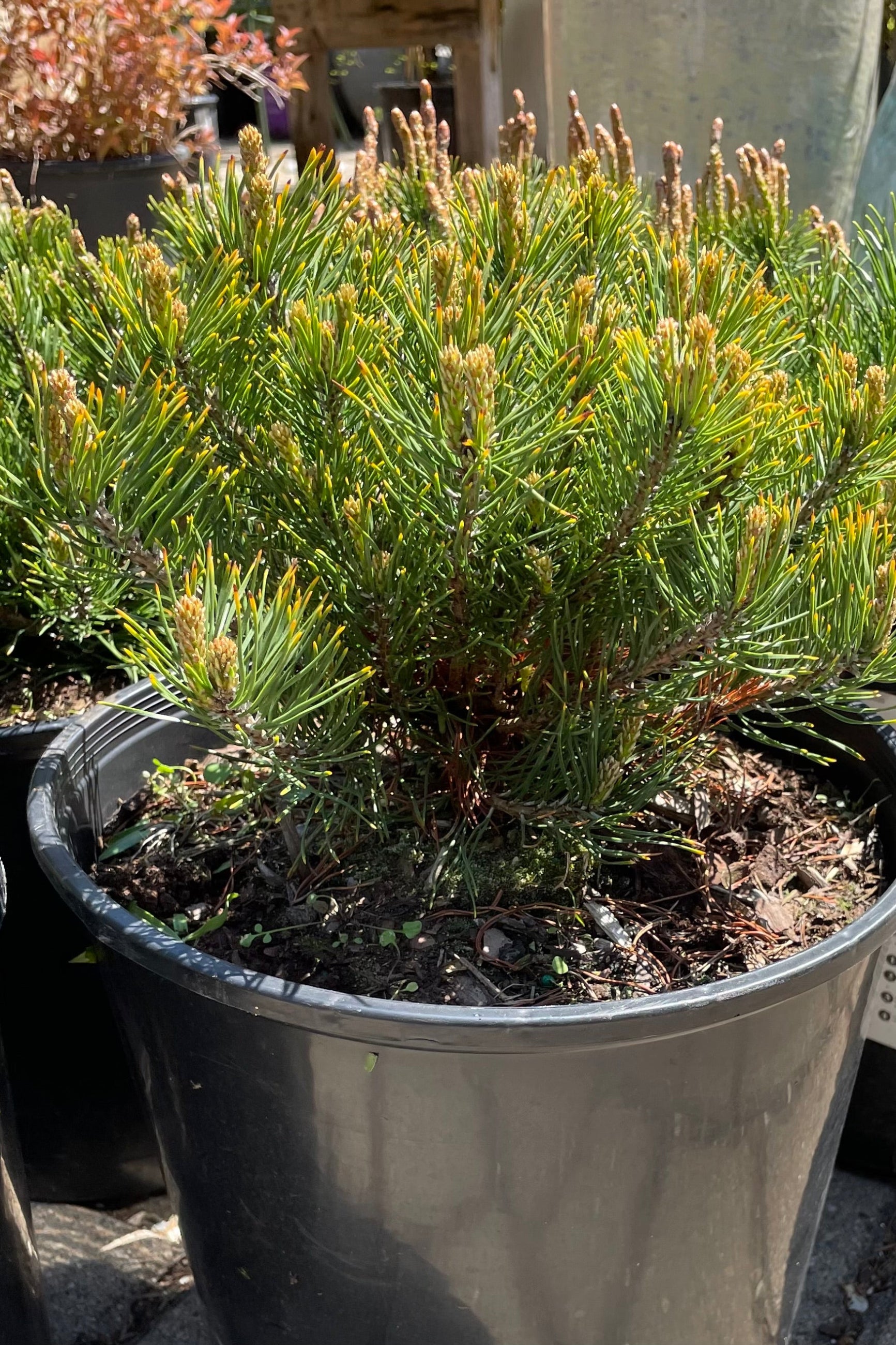 Pinus mugo in a #3 growers pot the beginning of May starting to come out of dormancy with its spikes like green bunched leaves. ©Sprout Home