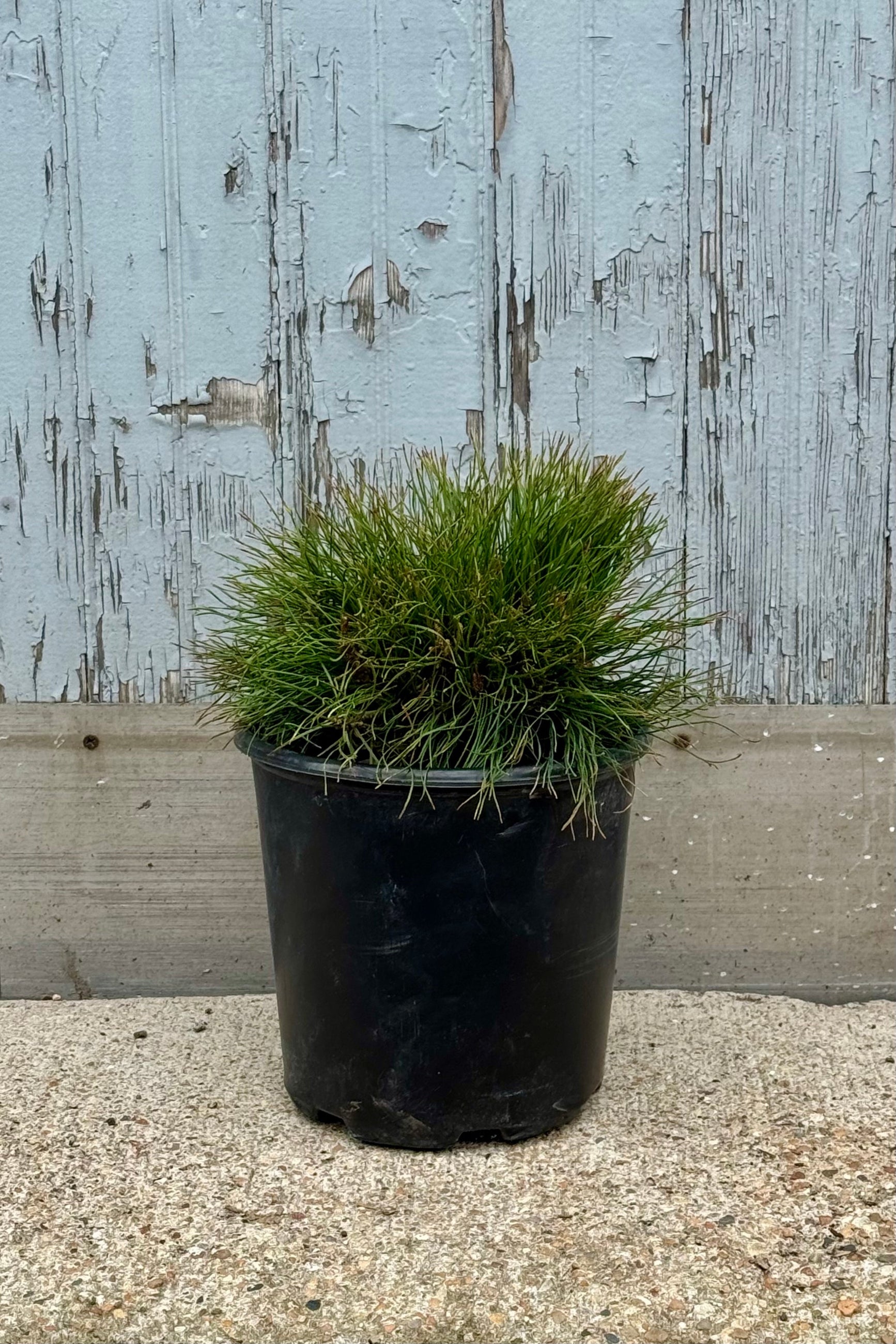 Pinus mugo in a #2 growers pot the very beginning of April still retaining color sitting in front of a wood wall ©Sprout Home