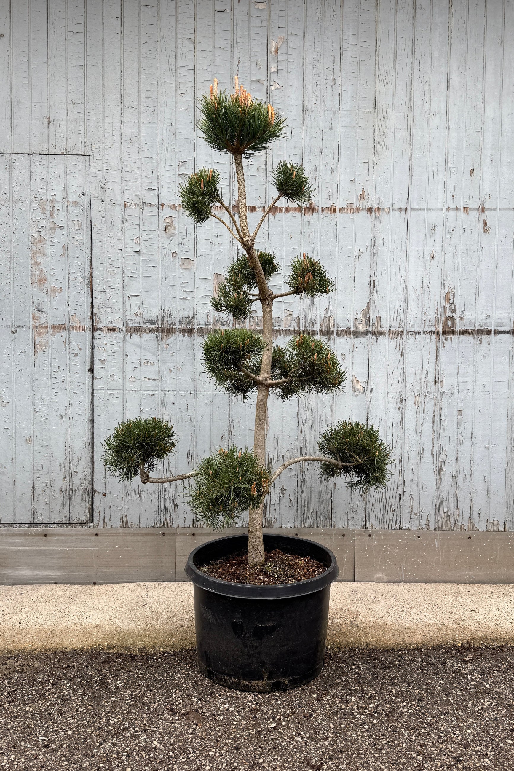 Pinus Sculptured in a #10 growers pot in April ©Sprout Home