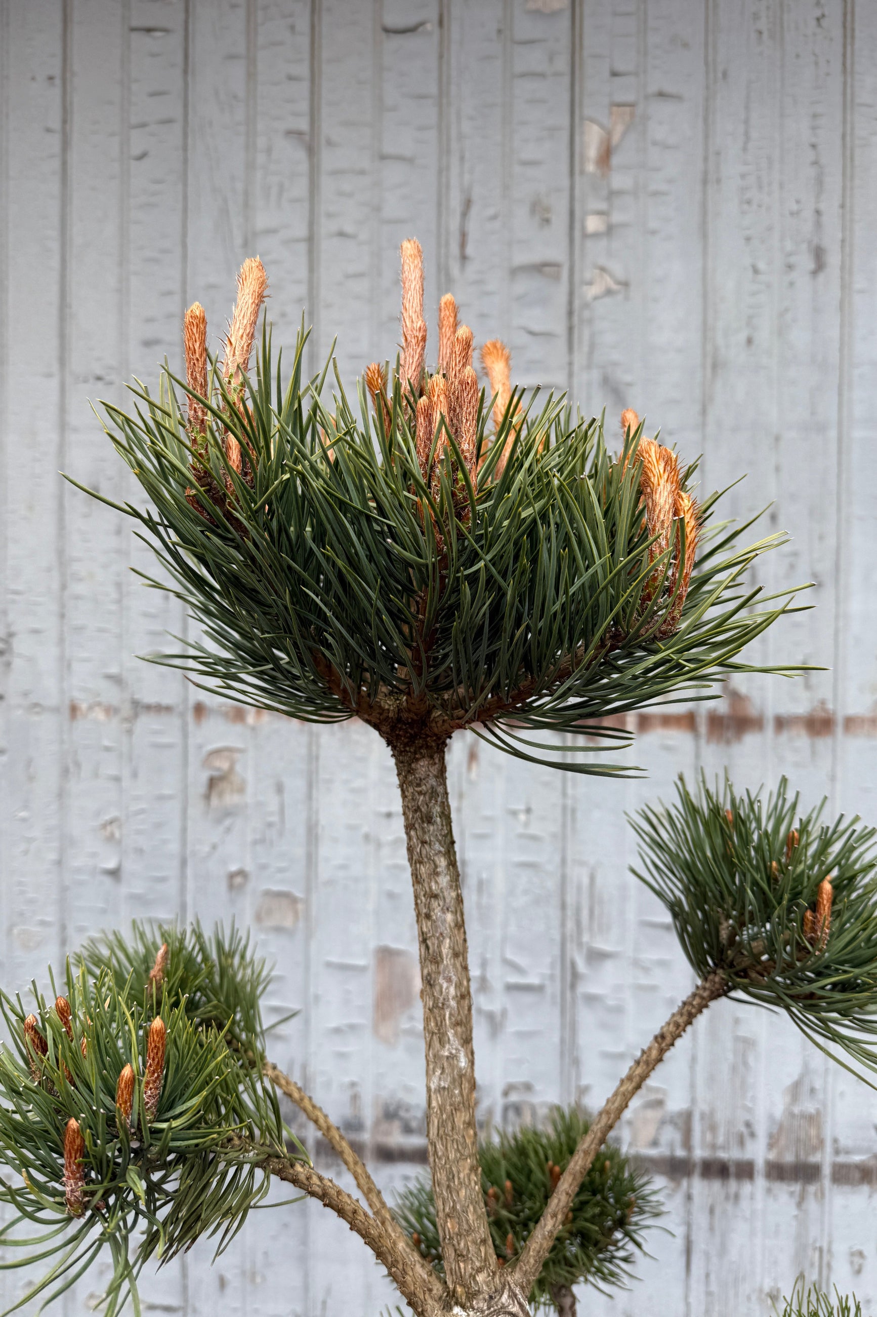 Pinus Sculptured detail in April ©Sprout Home