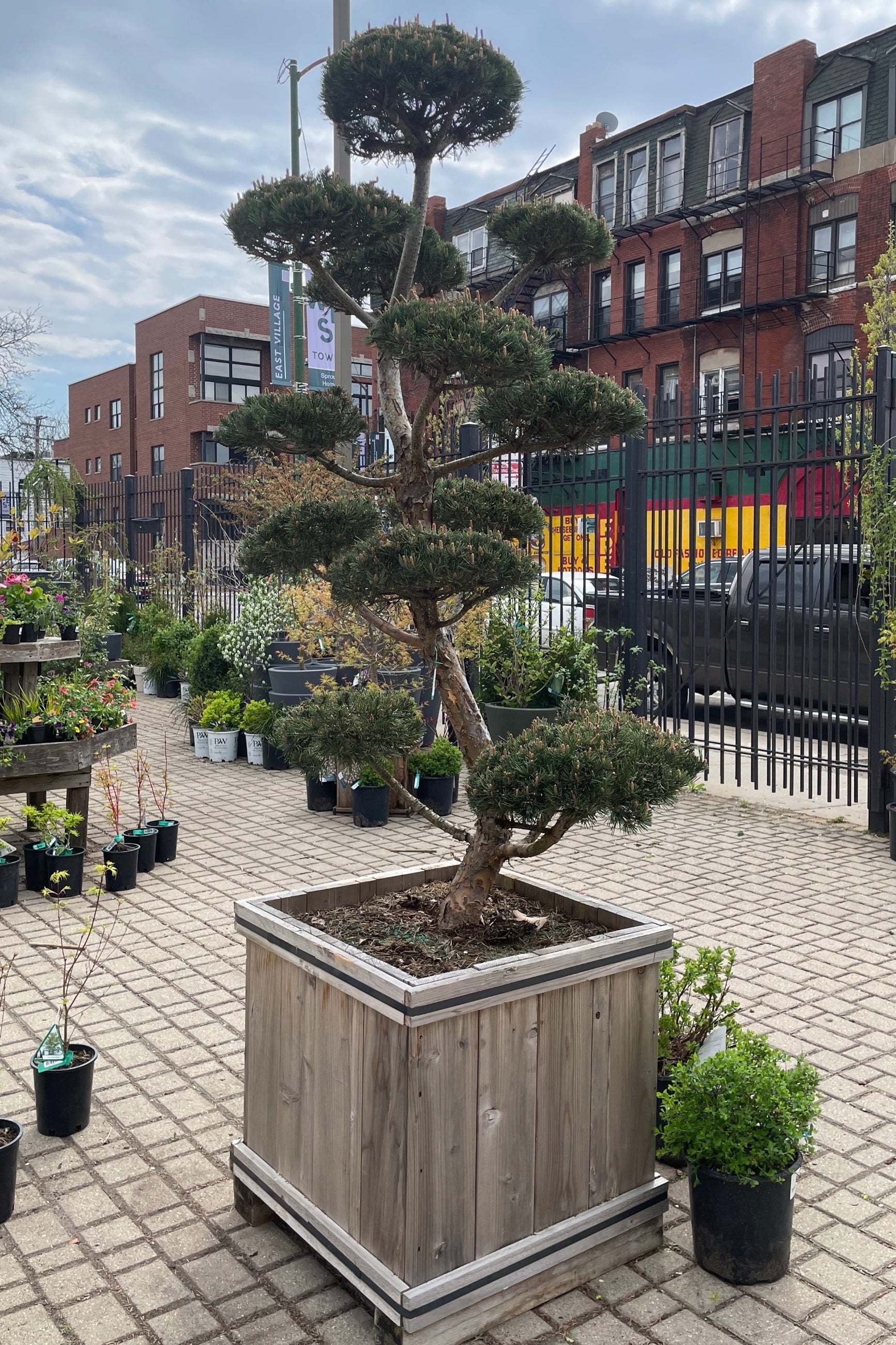'Bonna' Pinus in a cedar #24 box standing tall in the Sprout Home yard mid April. ©Sprout Home