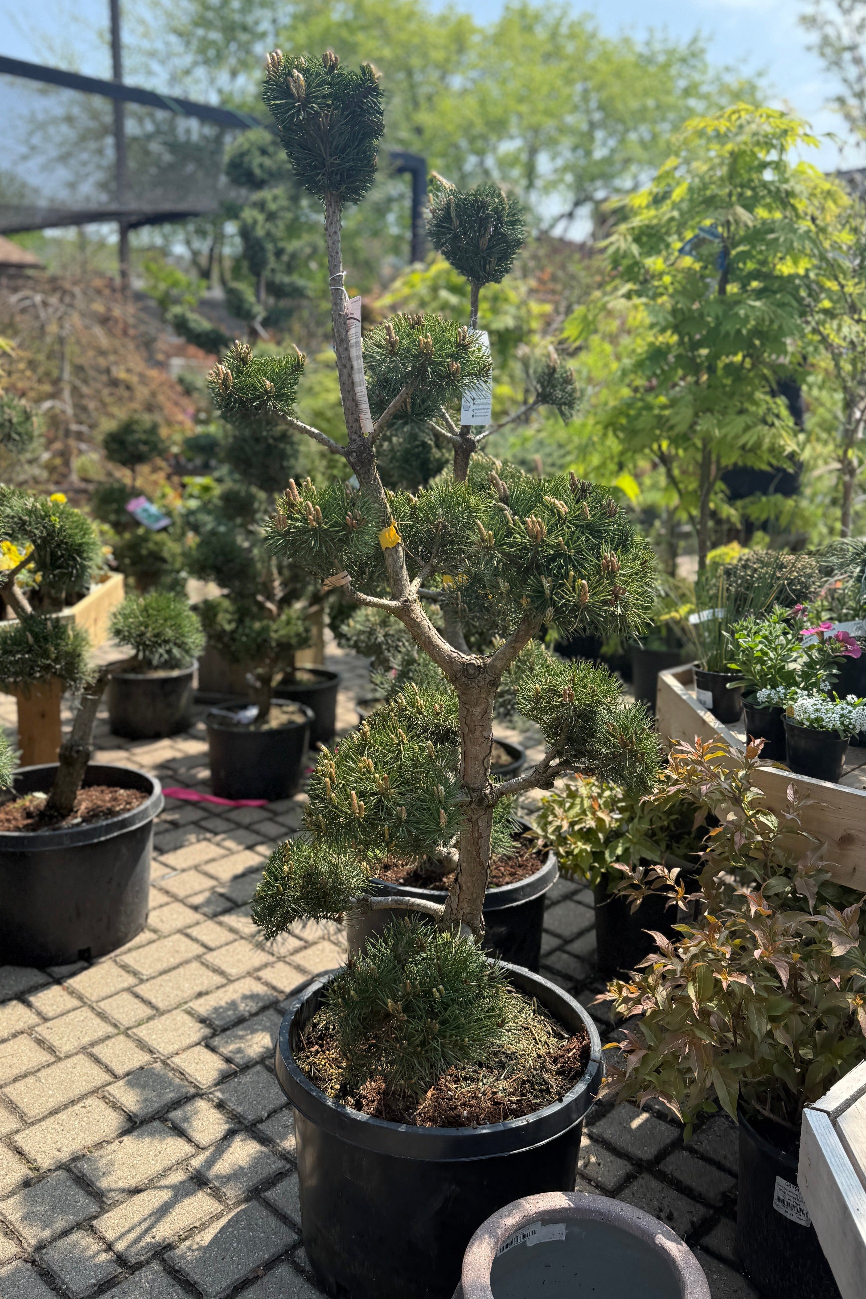 Potted coniferous Pinus sylvestris 'French Blue' Sculpture in a #10 growers pot the end of April in a garden setting with other plants and a paved walkway. ©Sprout Home