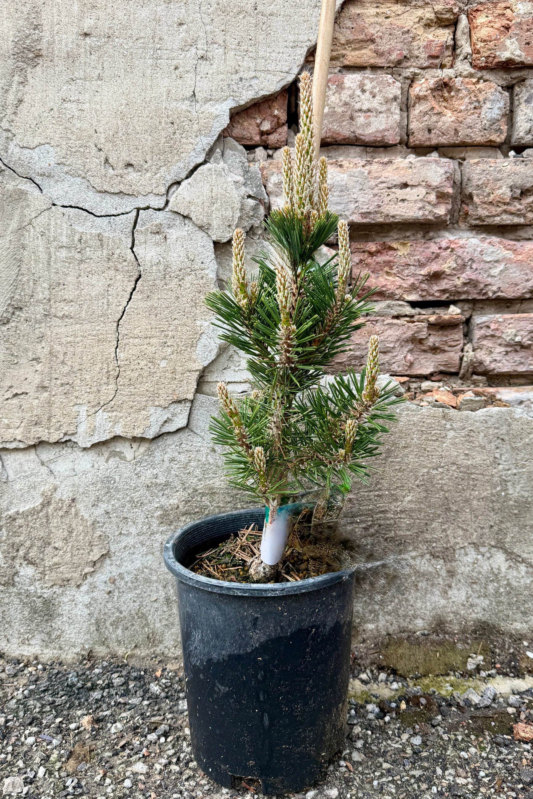 Pinus thunbergii 'Kotobuki' #1 coniferous plant against a stone wall ©Sprout Home