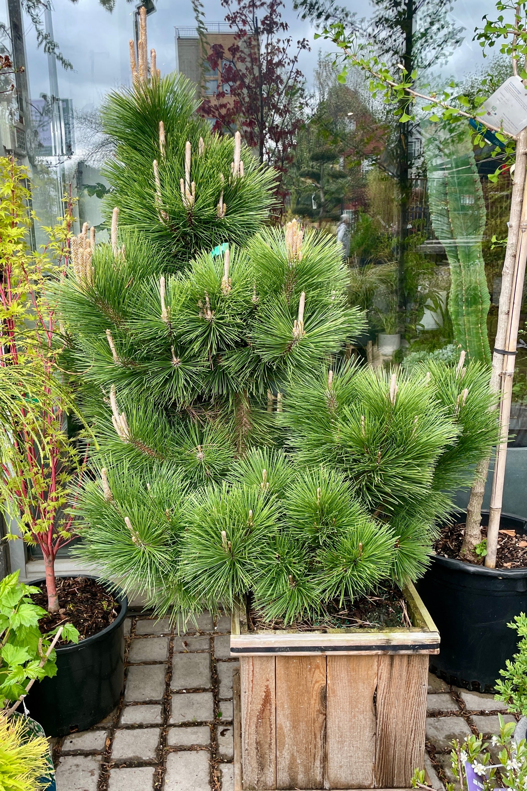 A Pinus 'Thunderhead' in a #15 cedar box the end of April in the Sprout Home yard. ©Sprout Home