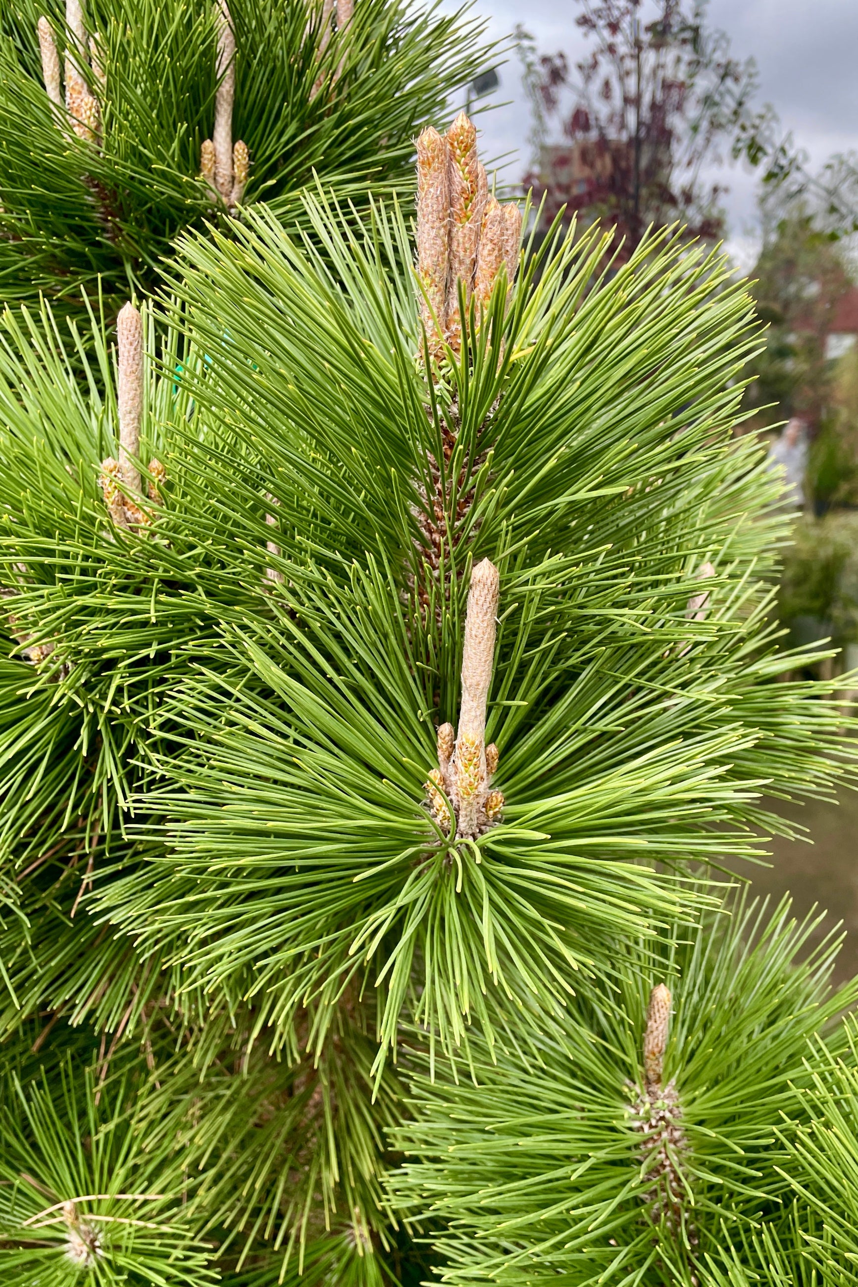 Up close picture of the candles and needles the end of April on the 'Thunderhead Pine. ©Sprout Home