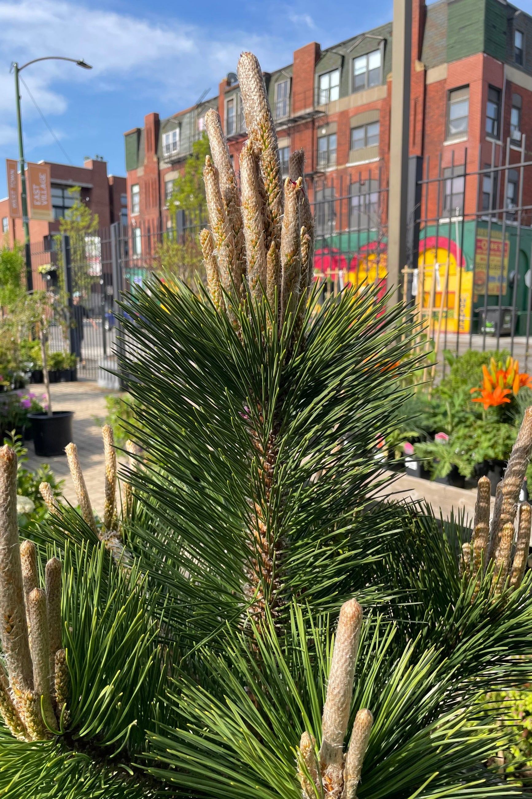 A detail shot of the candles and green foliage of the Pinus 'Thunderhead' in the beginning of May in the Sprout Home yard with a neighbors building in the background. ©Sprout Home