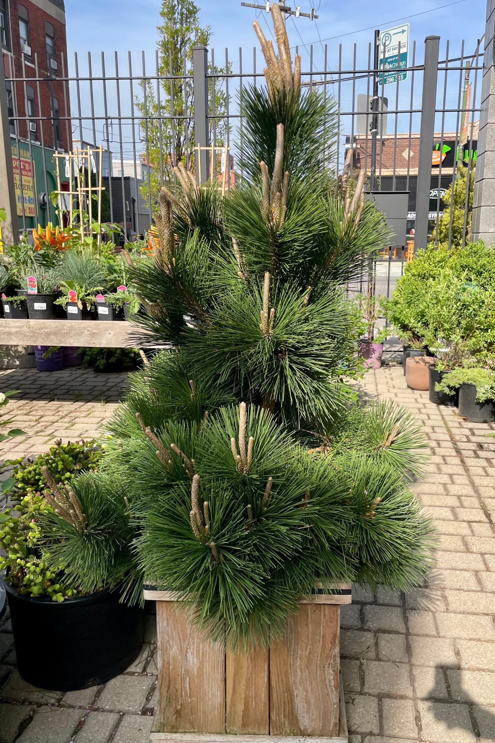 Pinus 'Thunderhead' in a #15 wood growers box standing tall with its candles and fresh green foliage the beginning of May in the Sprout Home yard ©Sprout Home