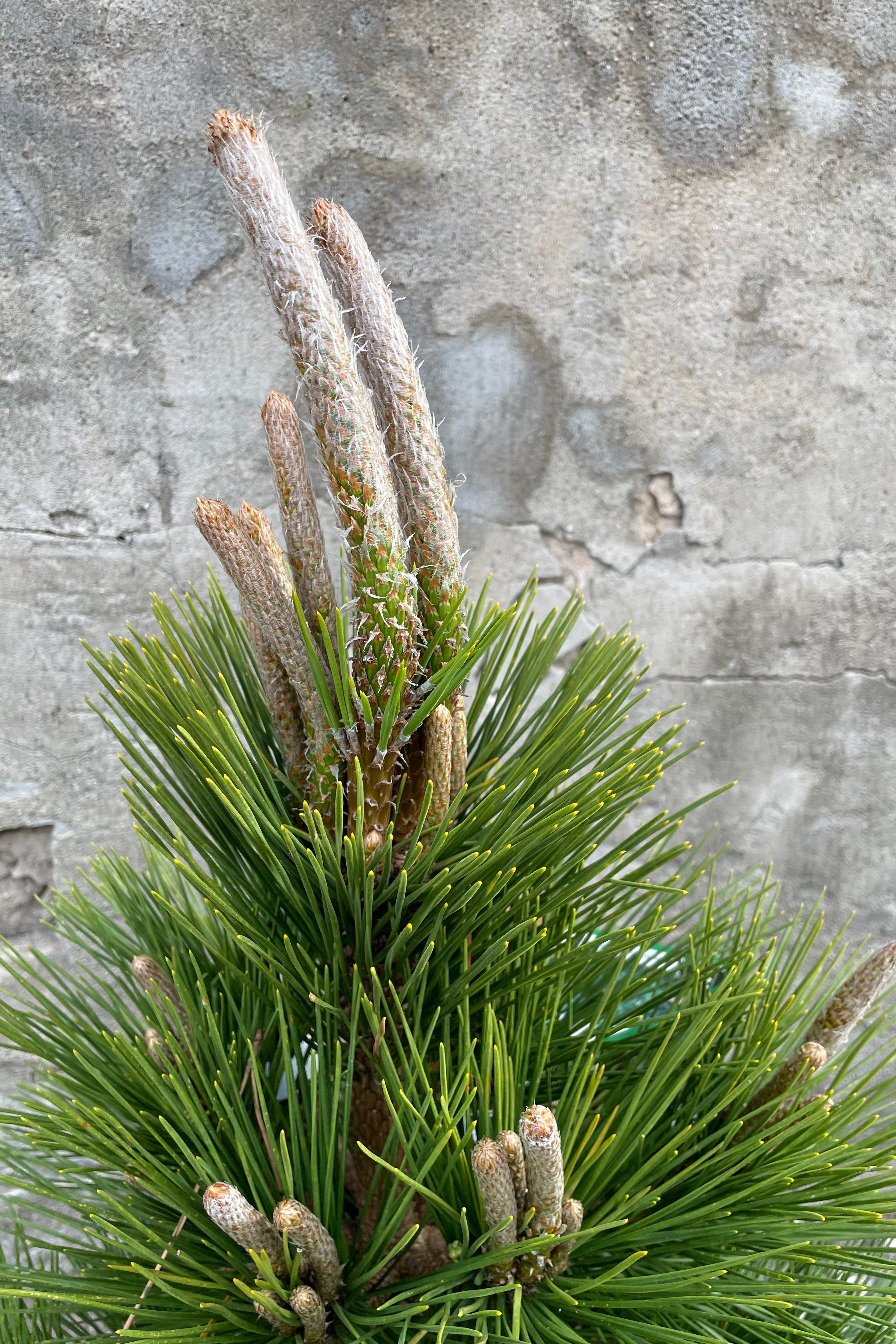 Pinus 'Thunderhead' the beginning of May showing off its candles on top of long needle like but soft green foliage.