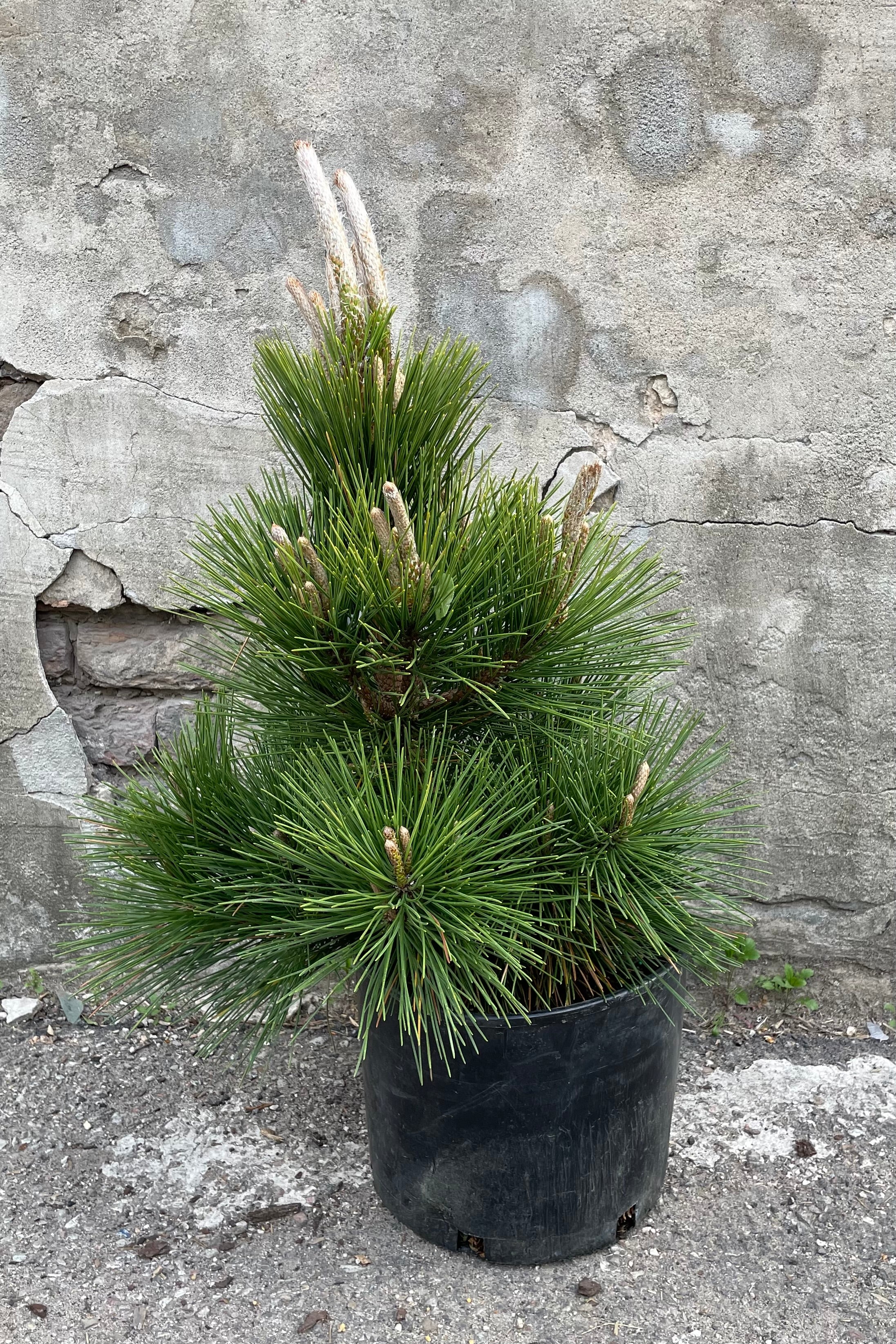 Pinus 'Thunderhead' in a #3 growers pot with long needles and fresh growth the beginning of May in front of a concrete wall.