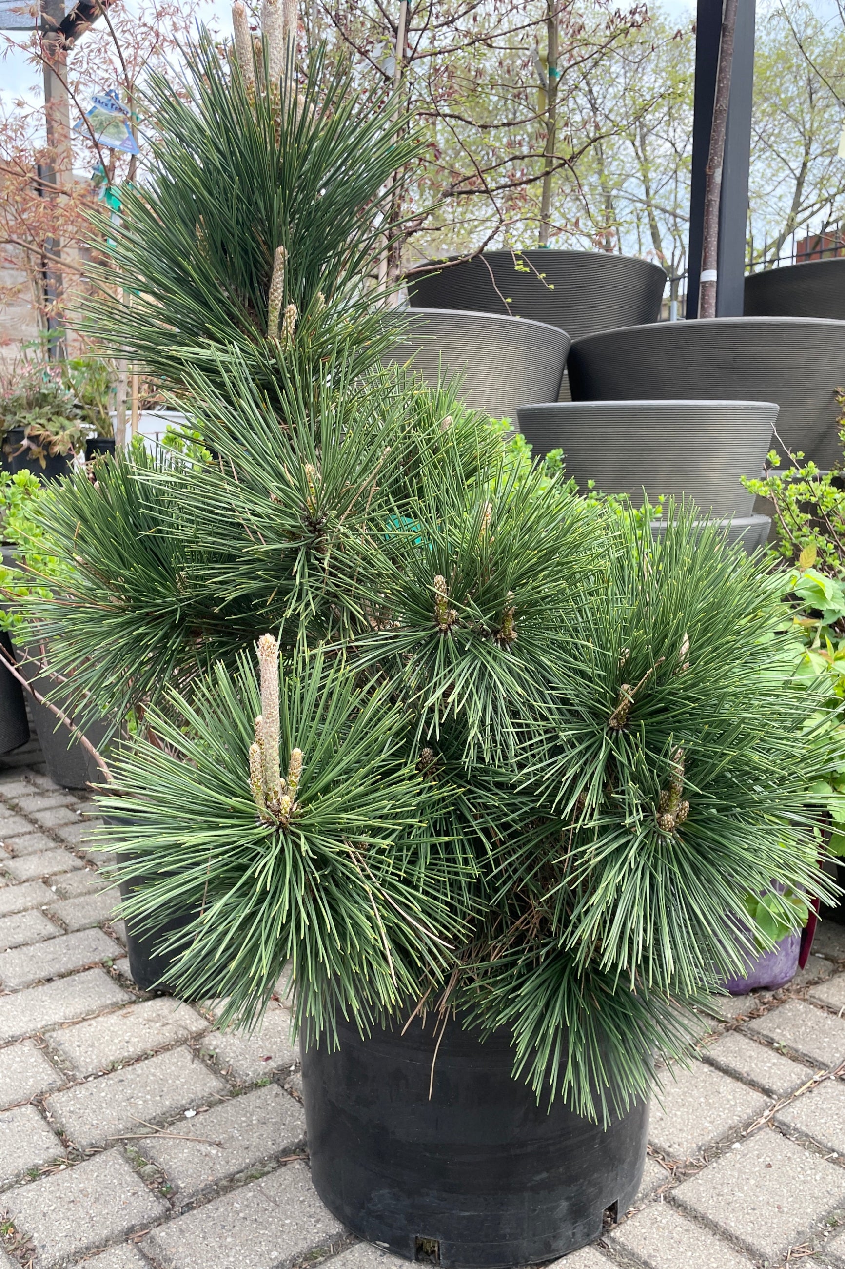 Pinus 'Thunderhead' in a #6 growers pot in April in the Sprout Home yard. ©Sprout Home ©Sprout Home