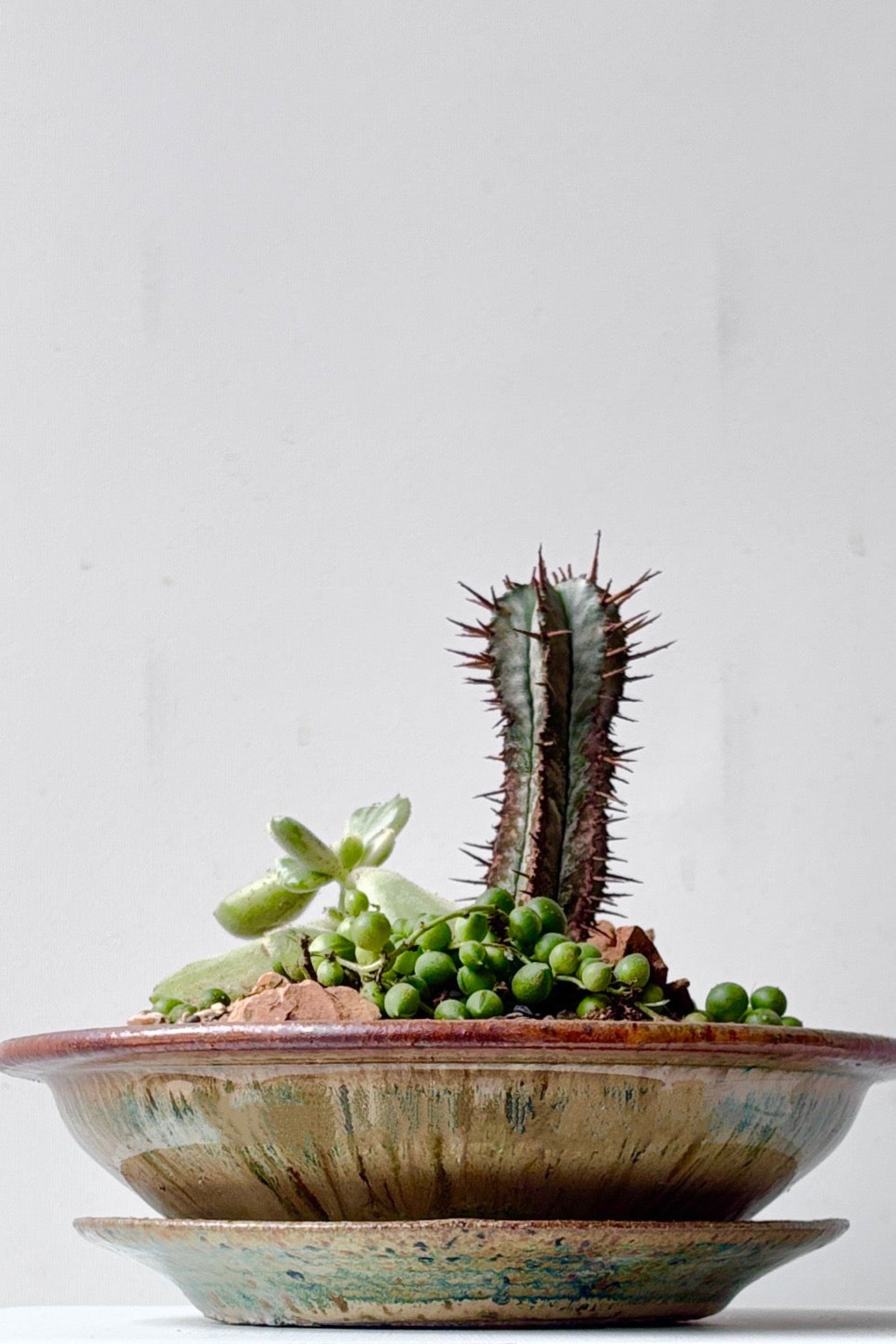 Ivory and Iron glazed small low bowl planted with succulents against a white surface ©Sprout Home