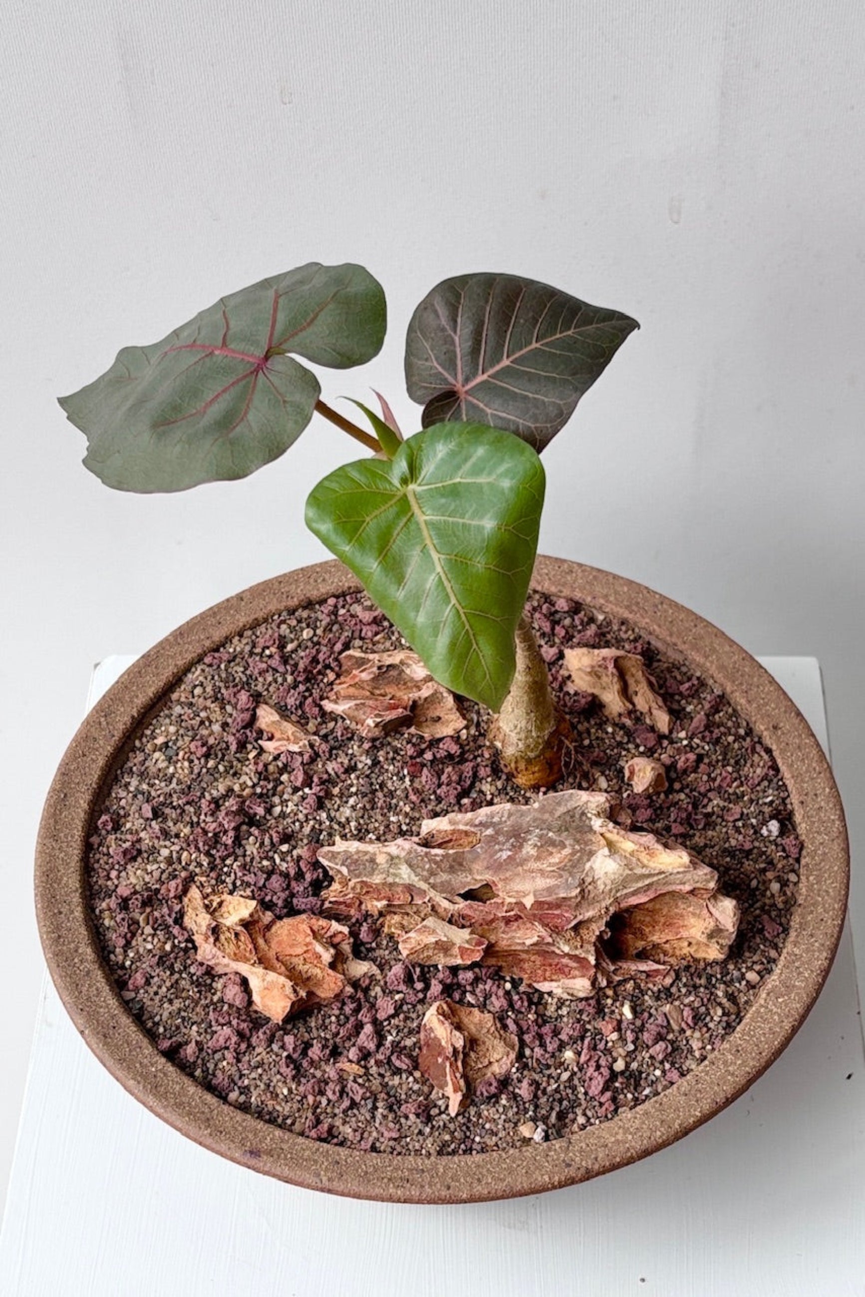 Overhead view of unglazed small low bowl, with textrured design planted in a bonsai style ©Sprout Home