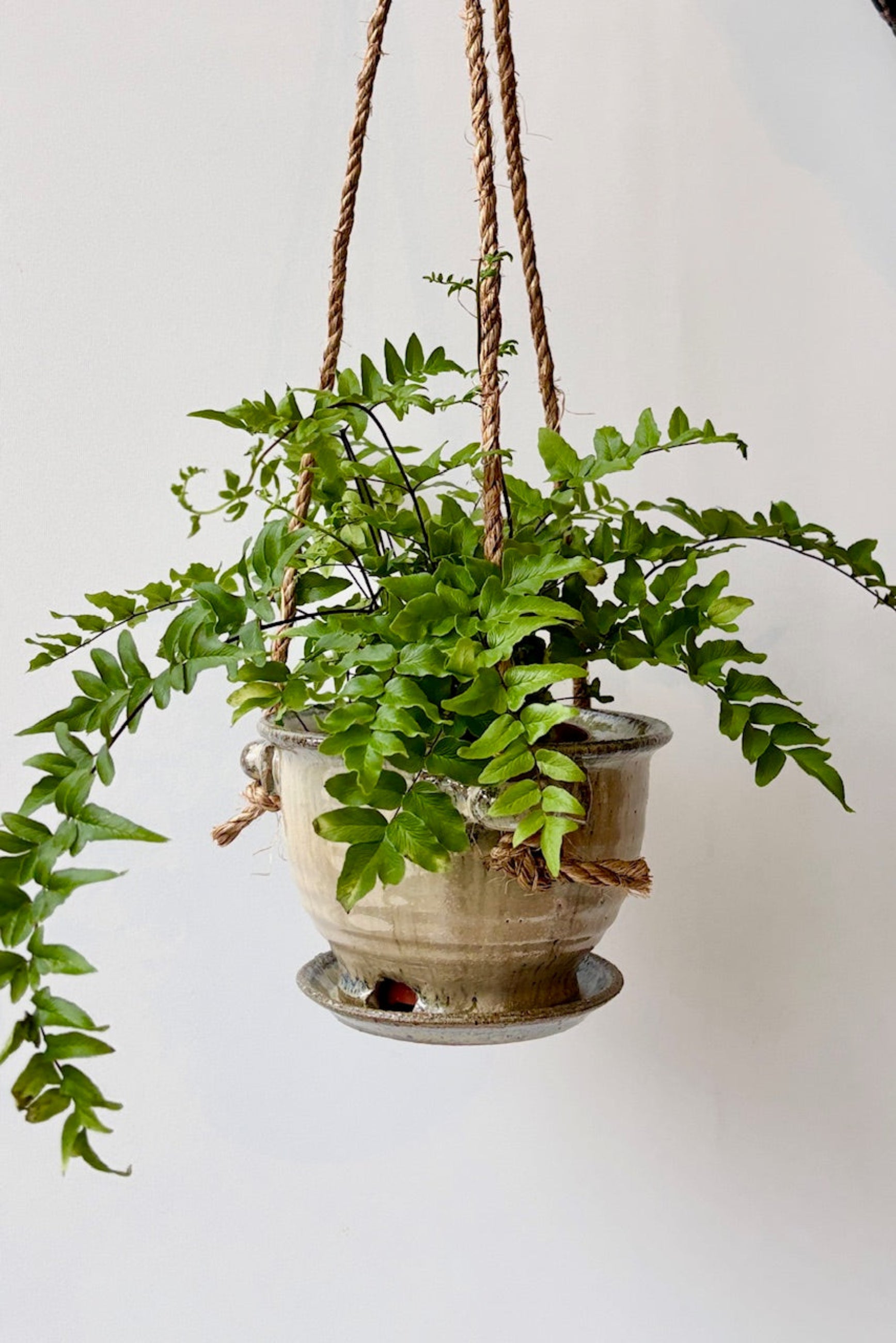 Ivory and Iron 4" glazed planter with rope displayed with a plant against a white wall ©Sprout Home