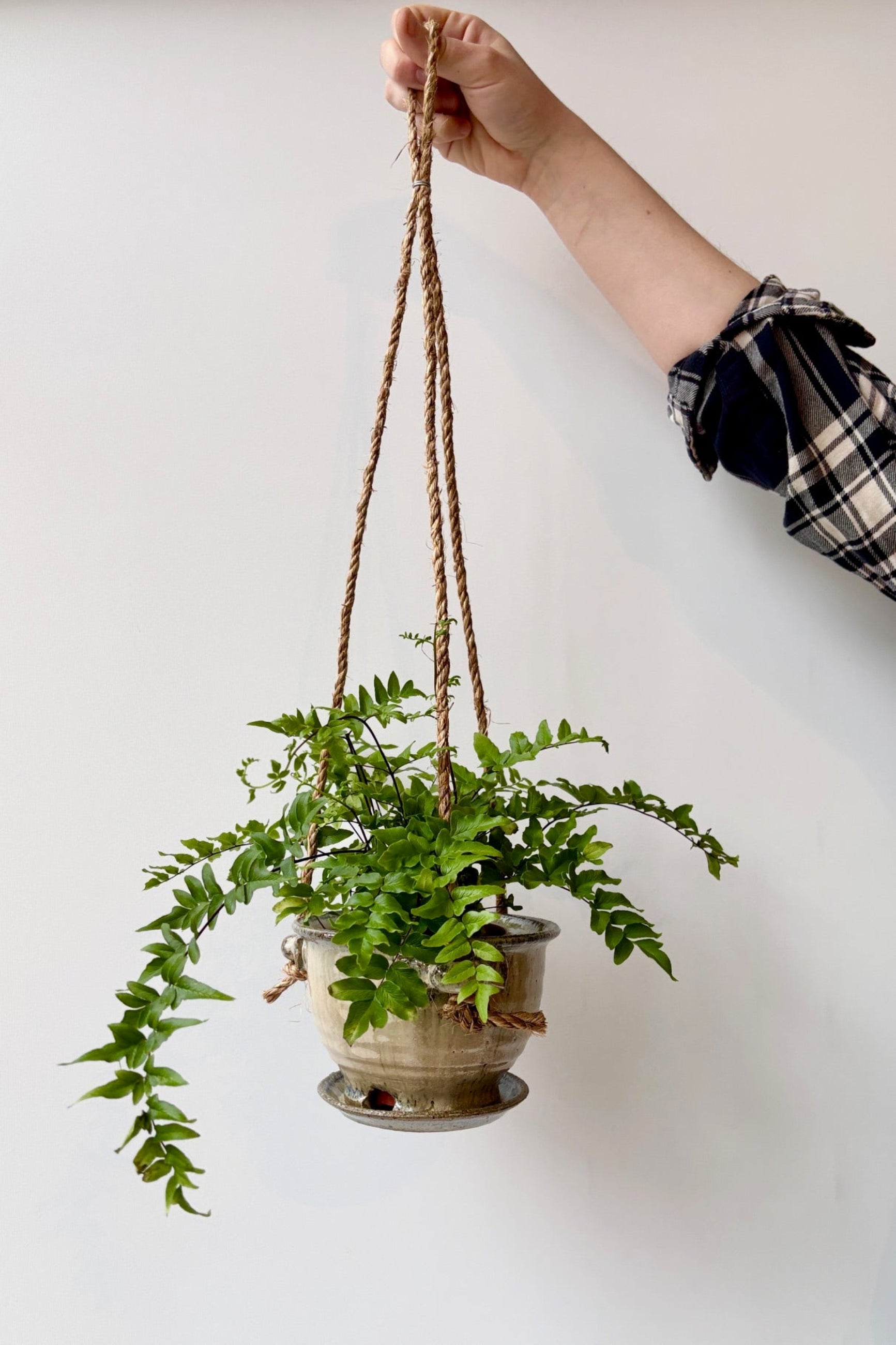 Ivory and Iron 4" glazed planter with rope displayed with a plant against a white wall ©Sprout Home