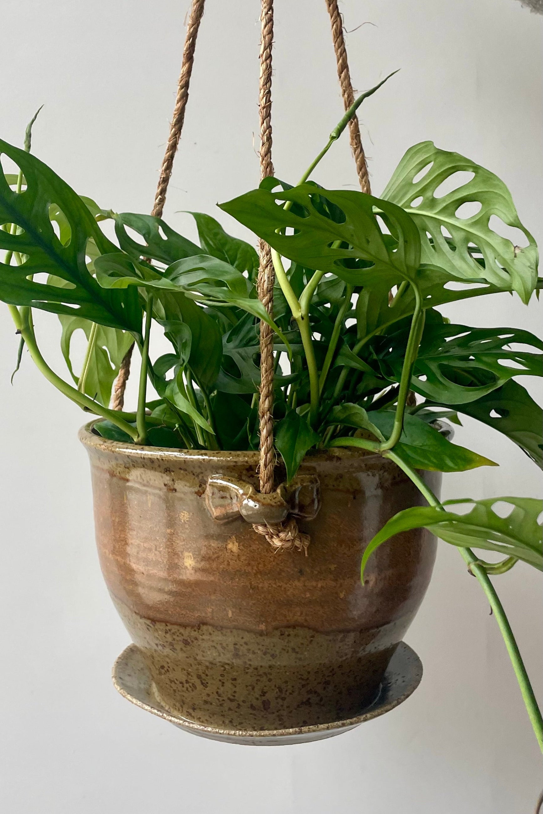 A brown and tan planter with a jute cord and green vine hangs in front of a white wall ©Sprout Home