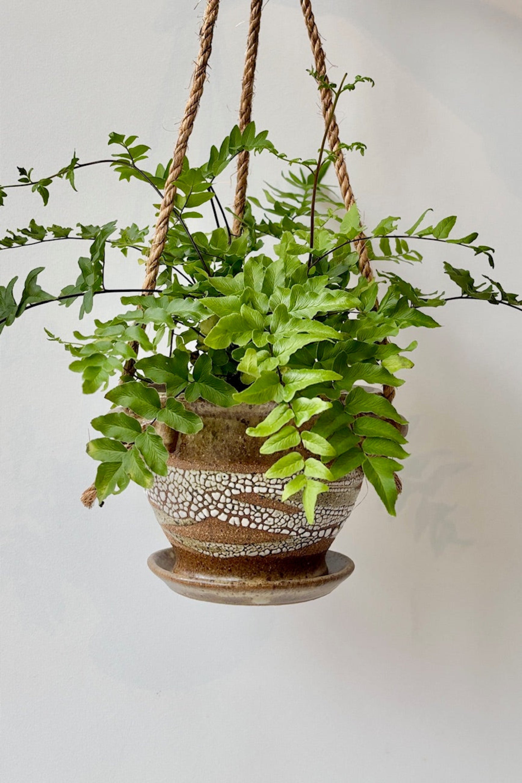 Glazed super crackle 4" hanging pot displayed with plant against a white wall ©Sprout Home