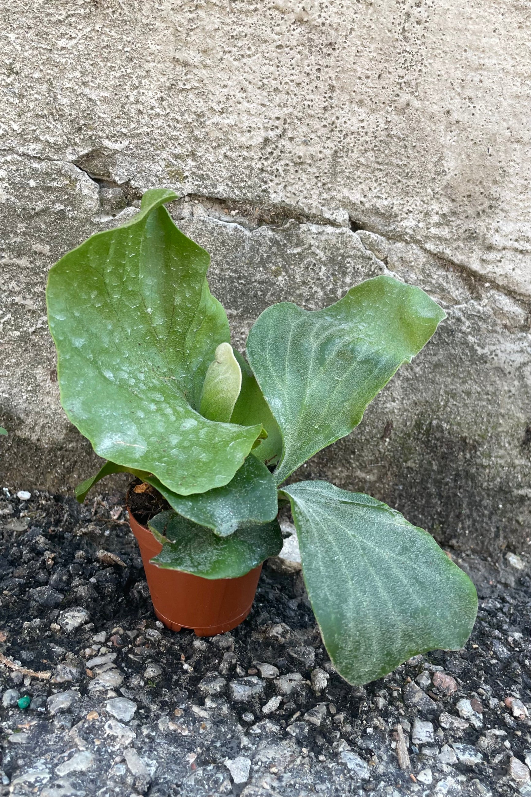 2" growers pot of the Platycerium elephantotis against a concrete wall. ©Sprout Home