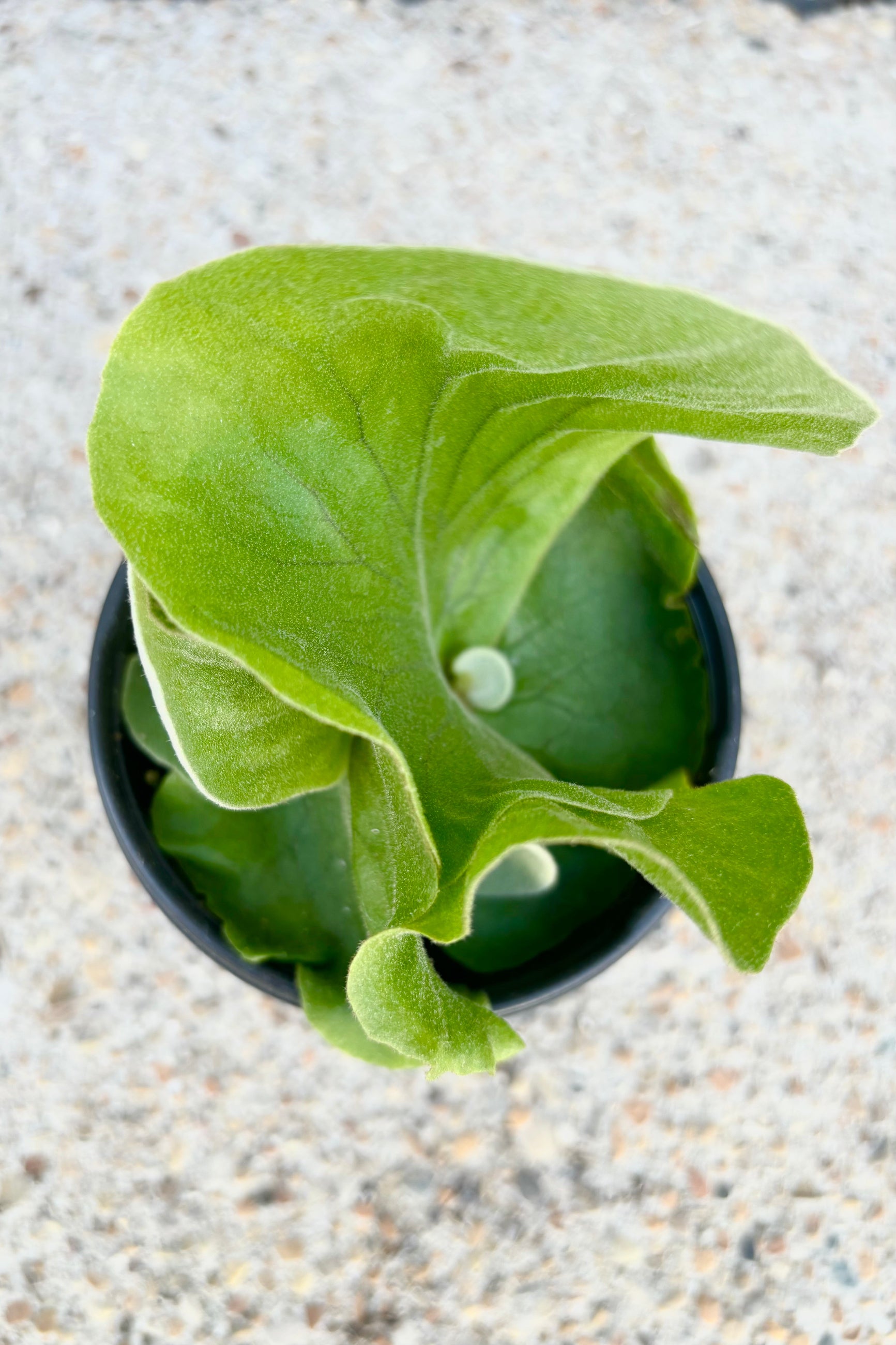 Aerial view of leaves of Platycerium elephantotis in black plastic grow pot against cement background ©Sprout Home