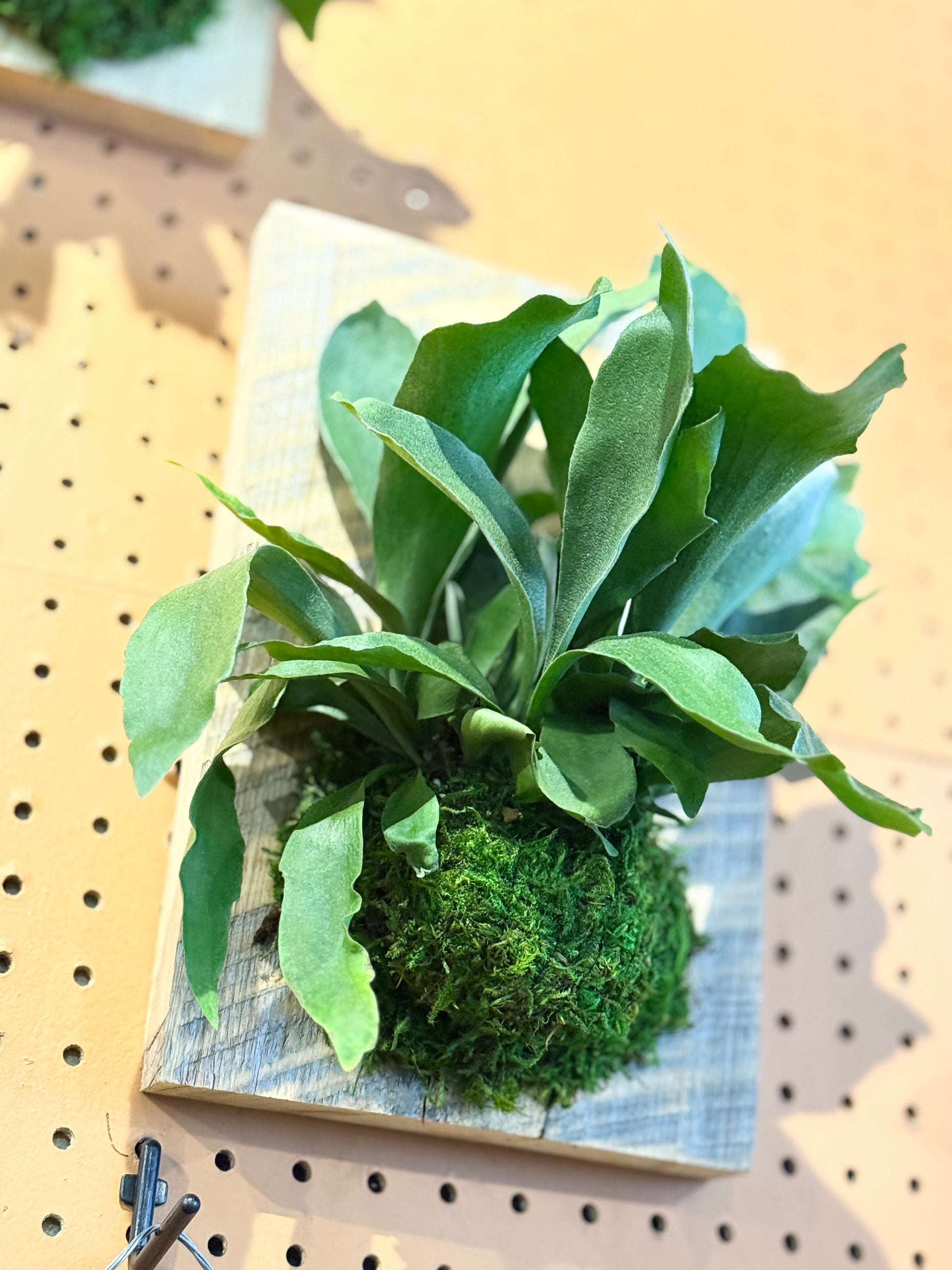Green Platycerium plant mounted on a wooden block against a pegboard background ©Sprout Home