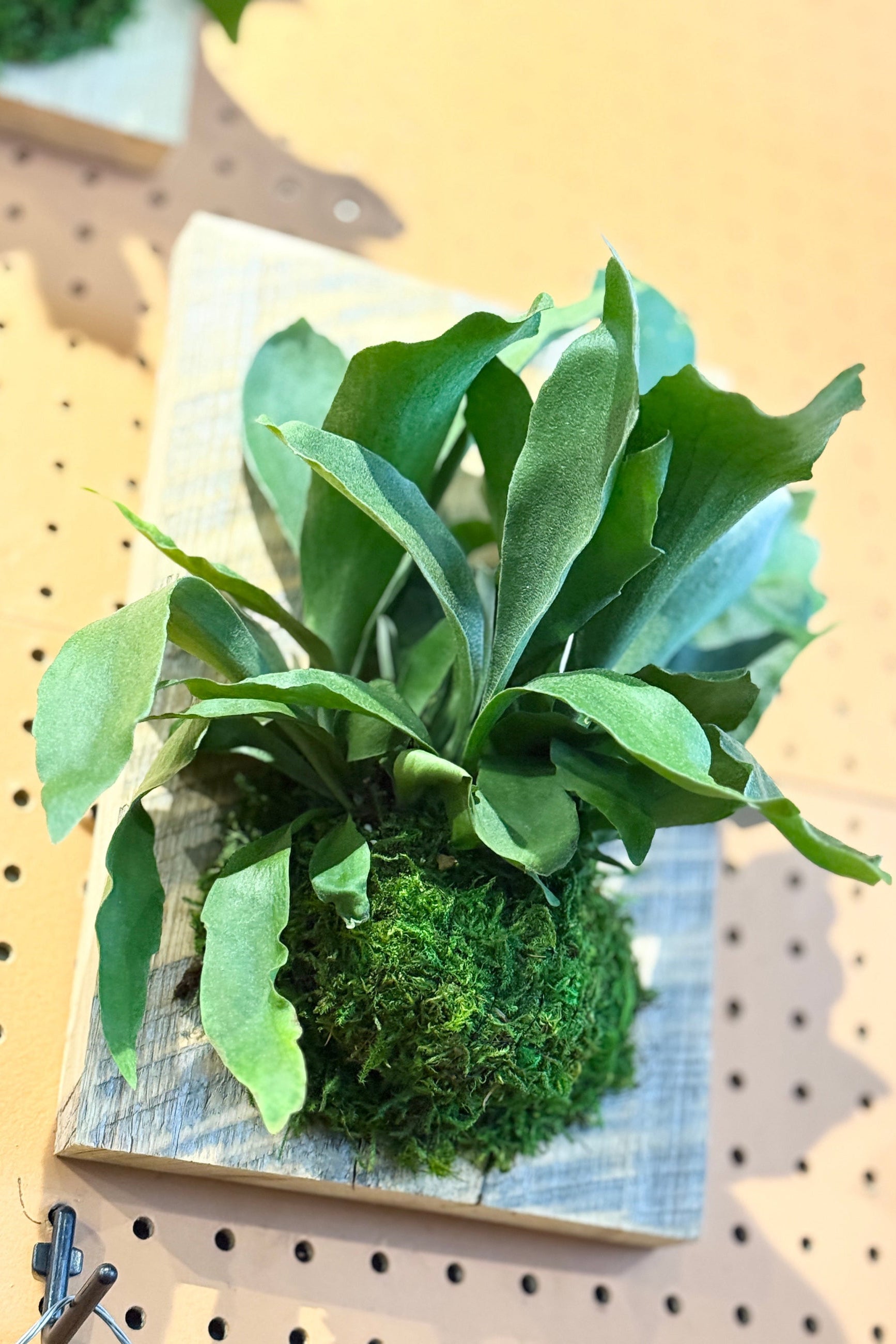 Green Platycerium plant mounted on a wooden block against a pegboard background ©Sprout Home