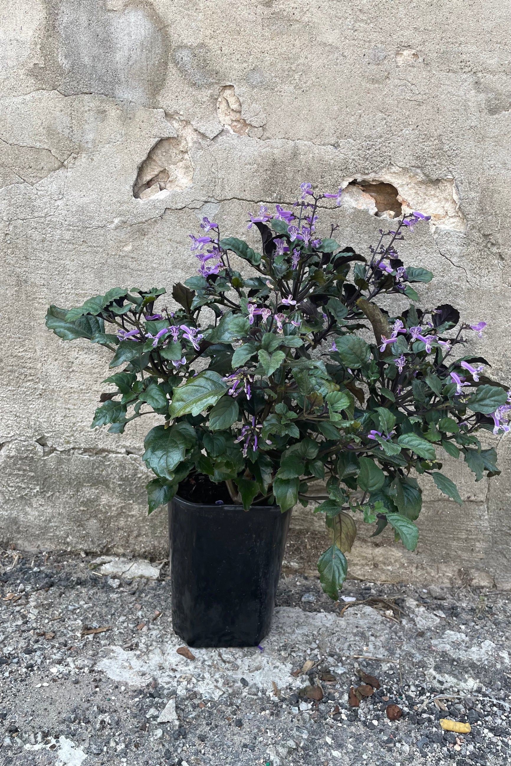 Plectranthus 'Mona Lavender' in a #1 growers pot the beginning of July still blooming with purple flowers. ©Sprout Home