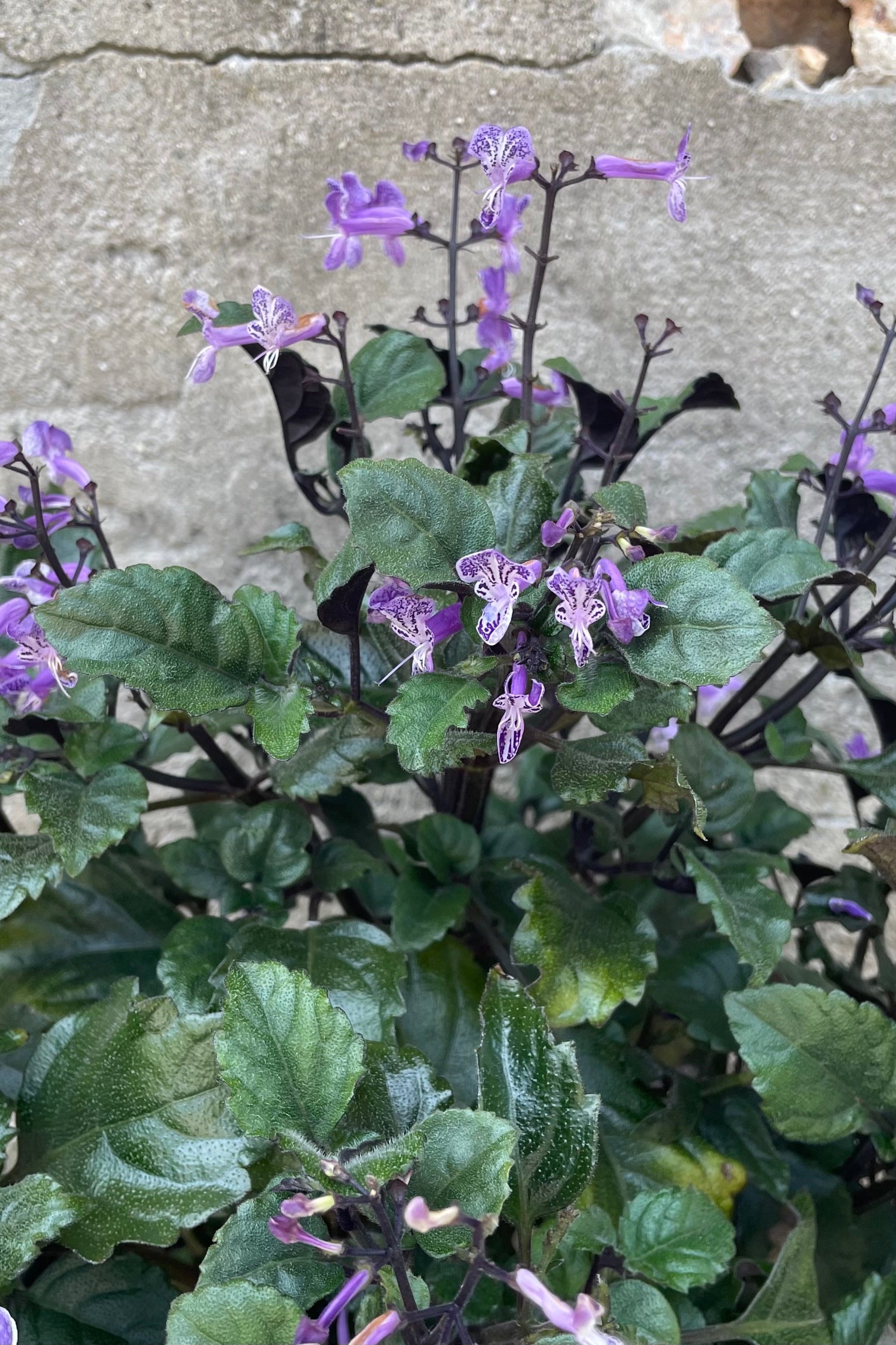 Plectranthus 'Mona Lavender' with purple blooms up close the beginning of July. ©Sprout Home