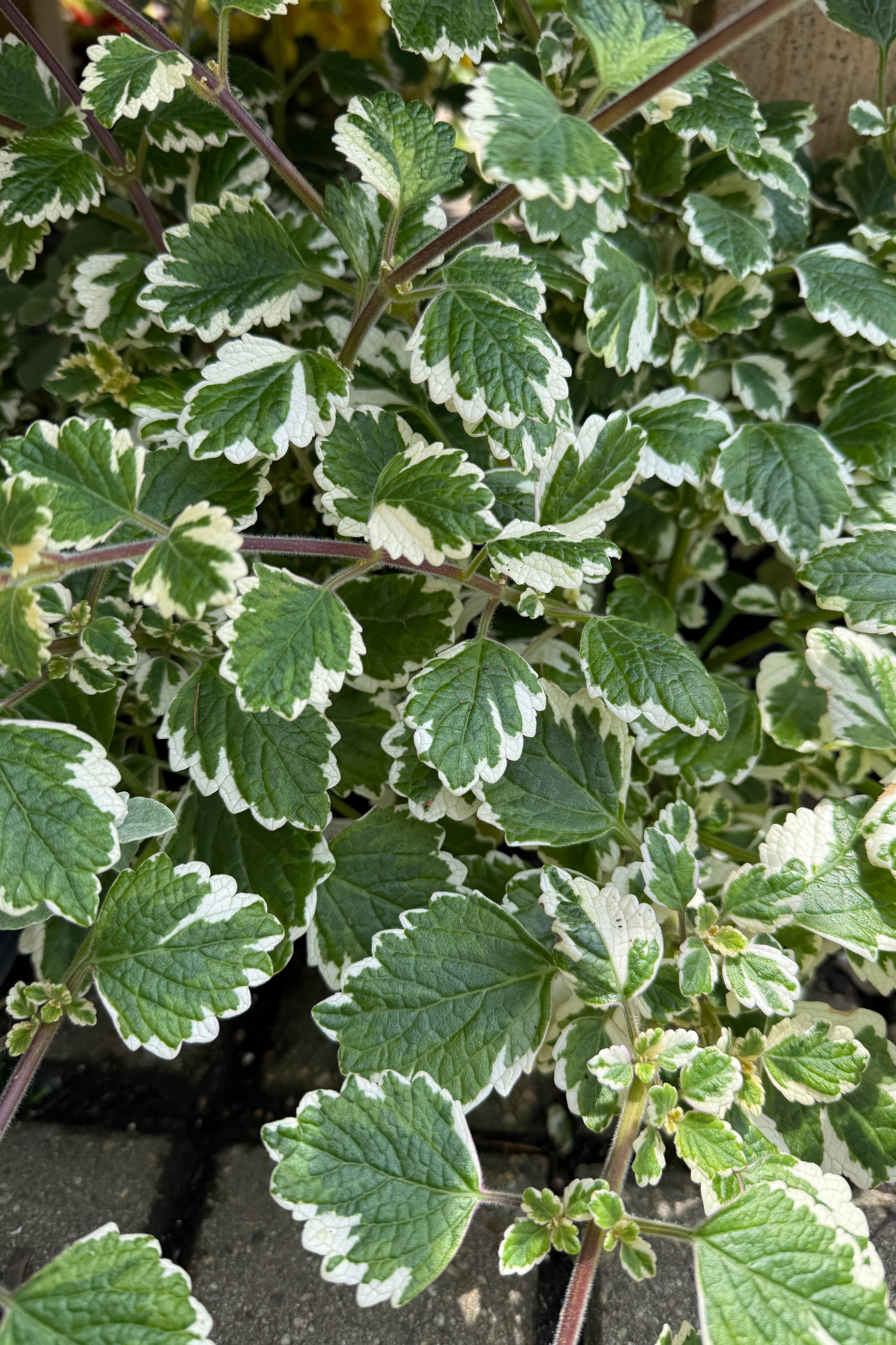 Plectranthus (assorted) 12" HB